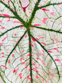 Caladium Marie Moir Pink "Polka Dot" - Bumble Plants