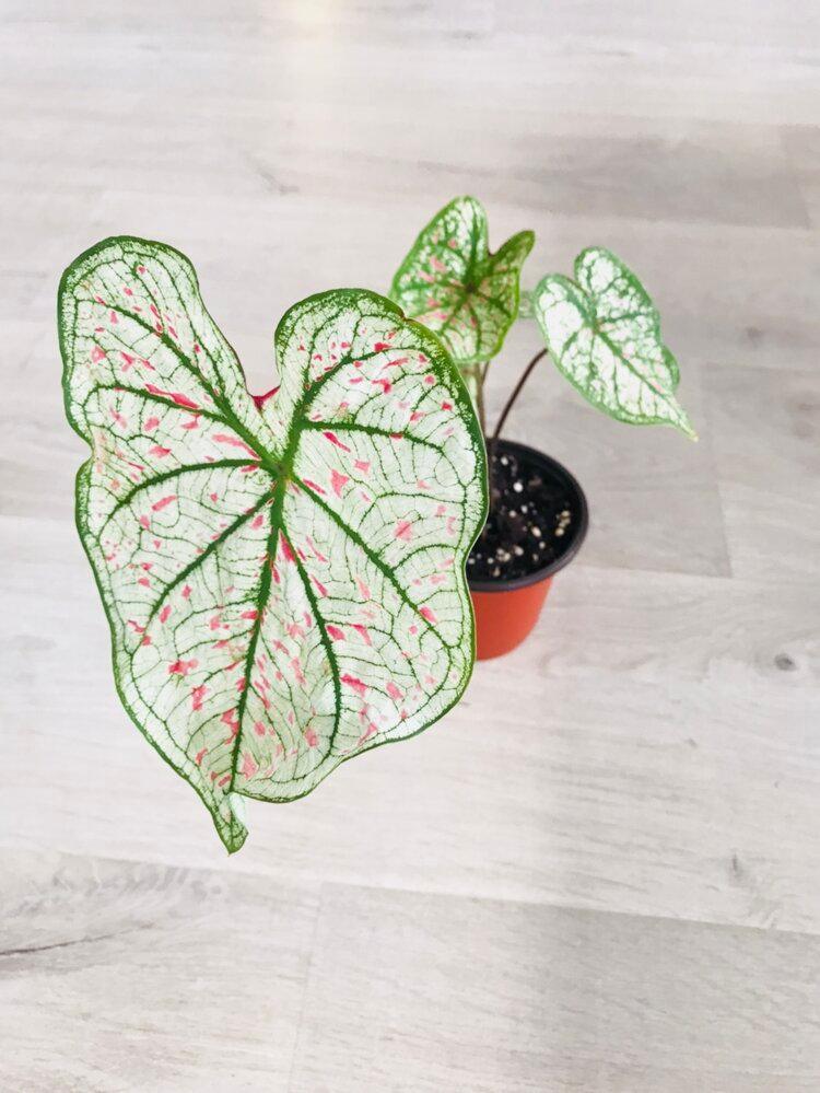 Caladium Marie Moir Pink "Polka Dot" - Bumble Plants
