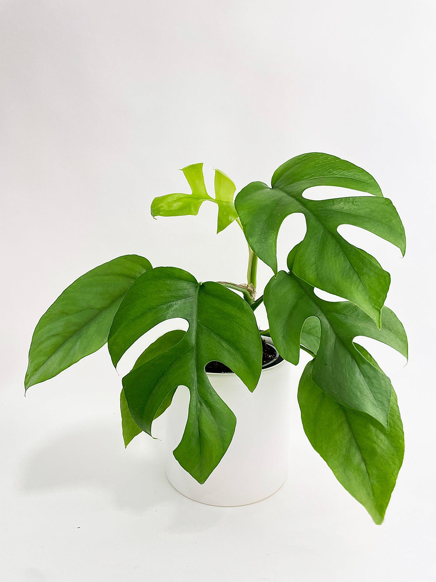 philodendron ginny vs rhaphidophora tetrasperma Live Rhaphidophora Tetrasperma Mini