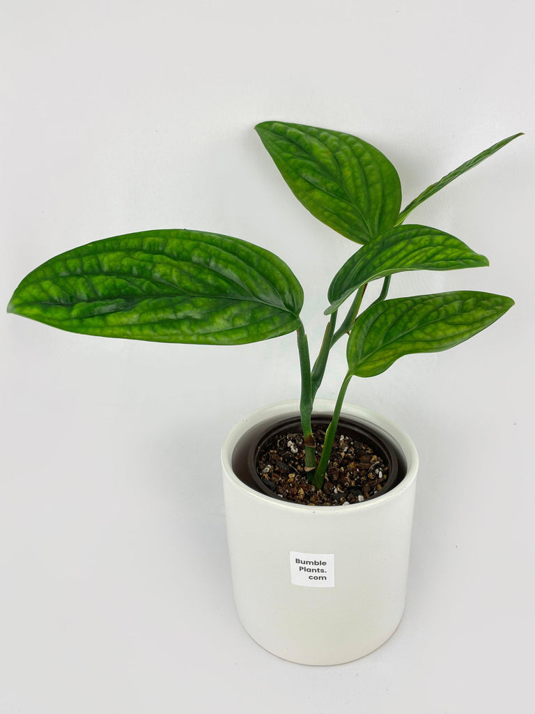 Monstera Peru Karstenianum