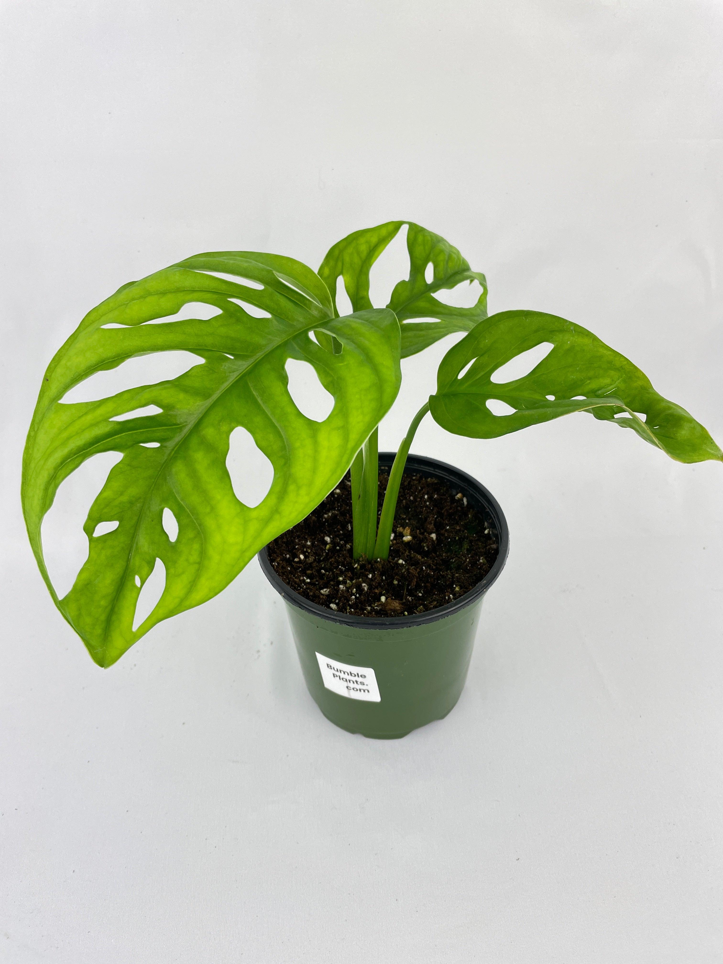 Monstera Adansonii Wide Leaf Form - Bumble Plants