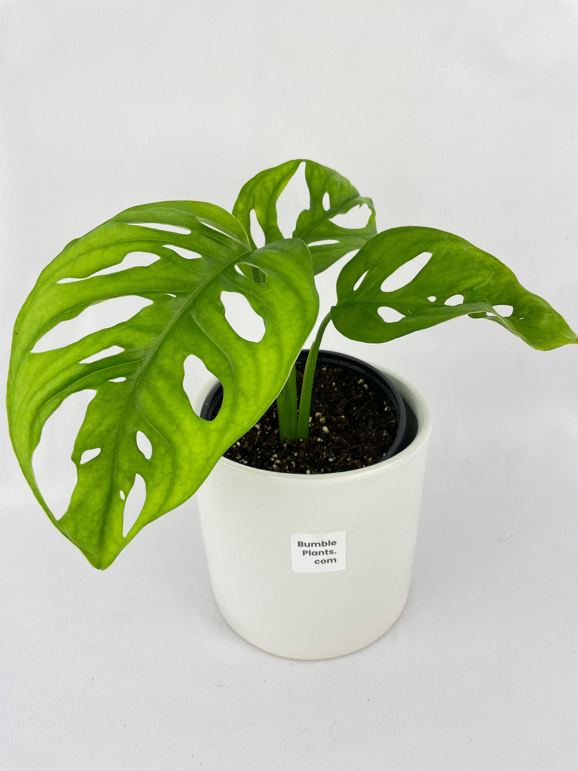 monstera adansonii variegated Live Monstera Adansonii Wide Leaf Form