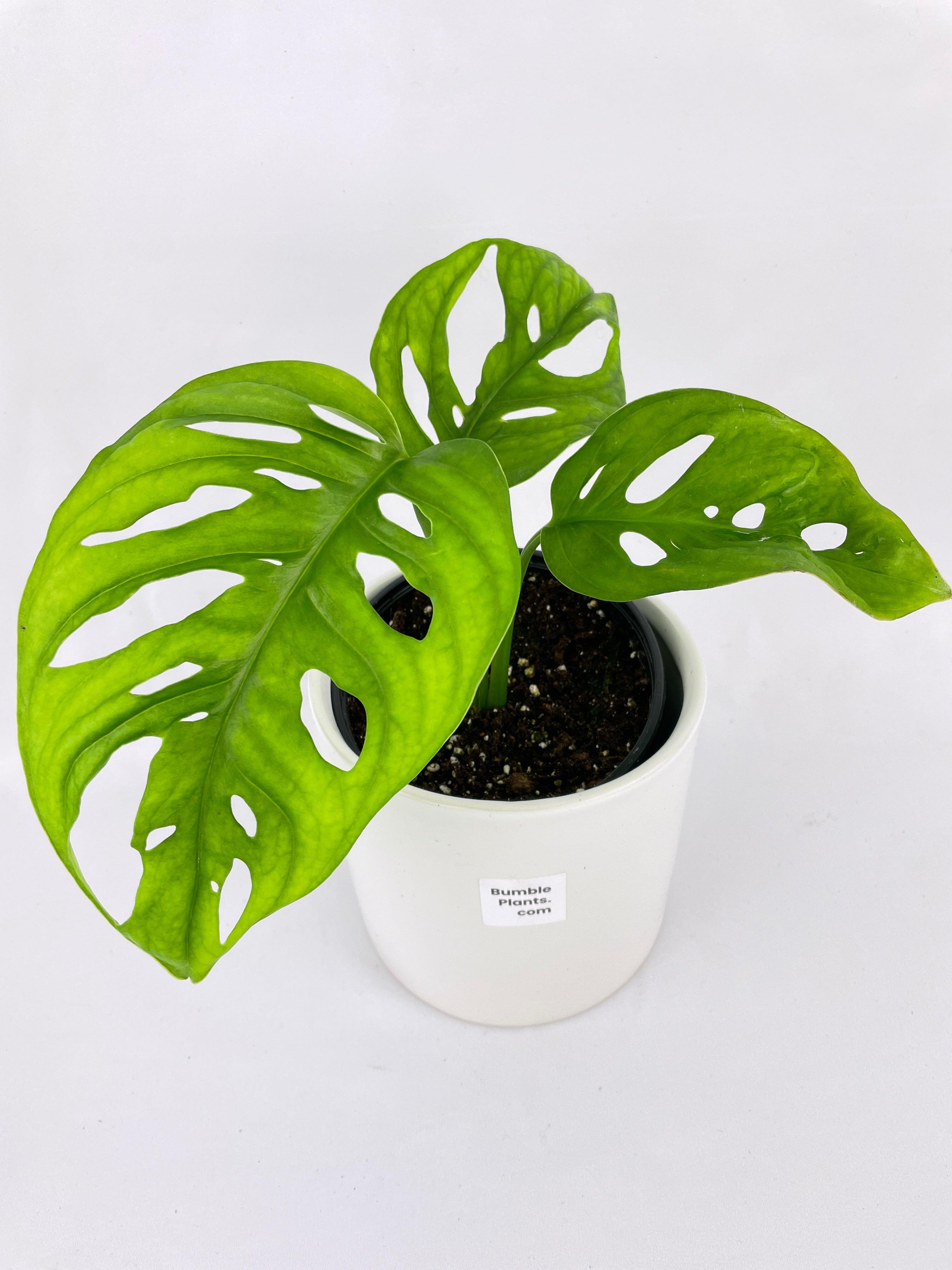 Monstera Adansonii Wide Leaf Form - Bumble Plants