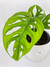 Monstera Adansonii Wide Leaf Form - Bumble Plants