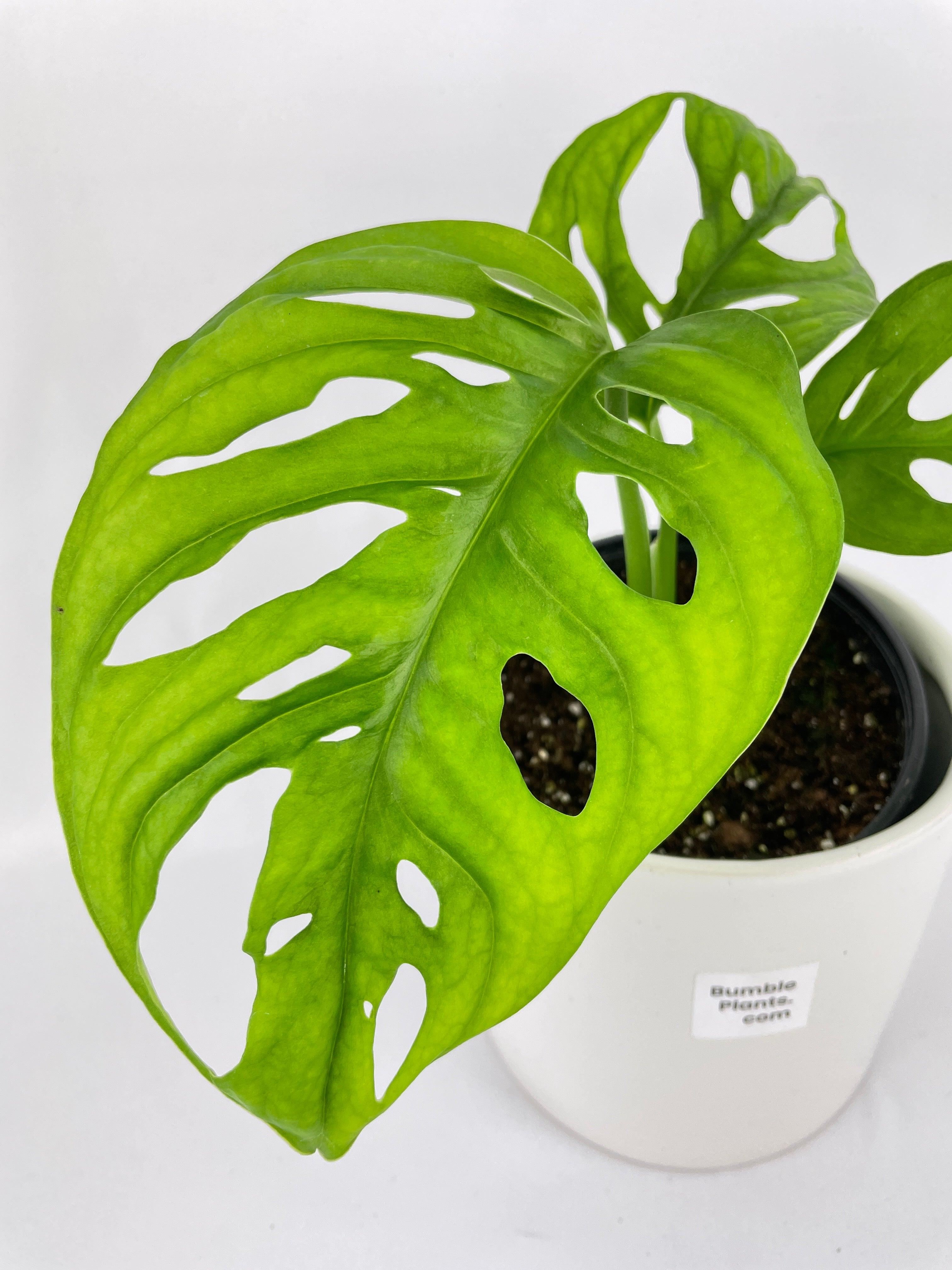 Monstera Adansonii Wide Leaf Form - Bumble Plants