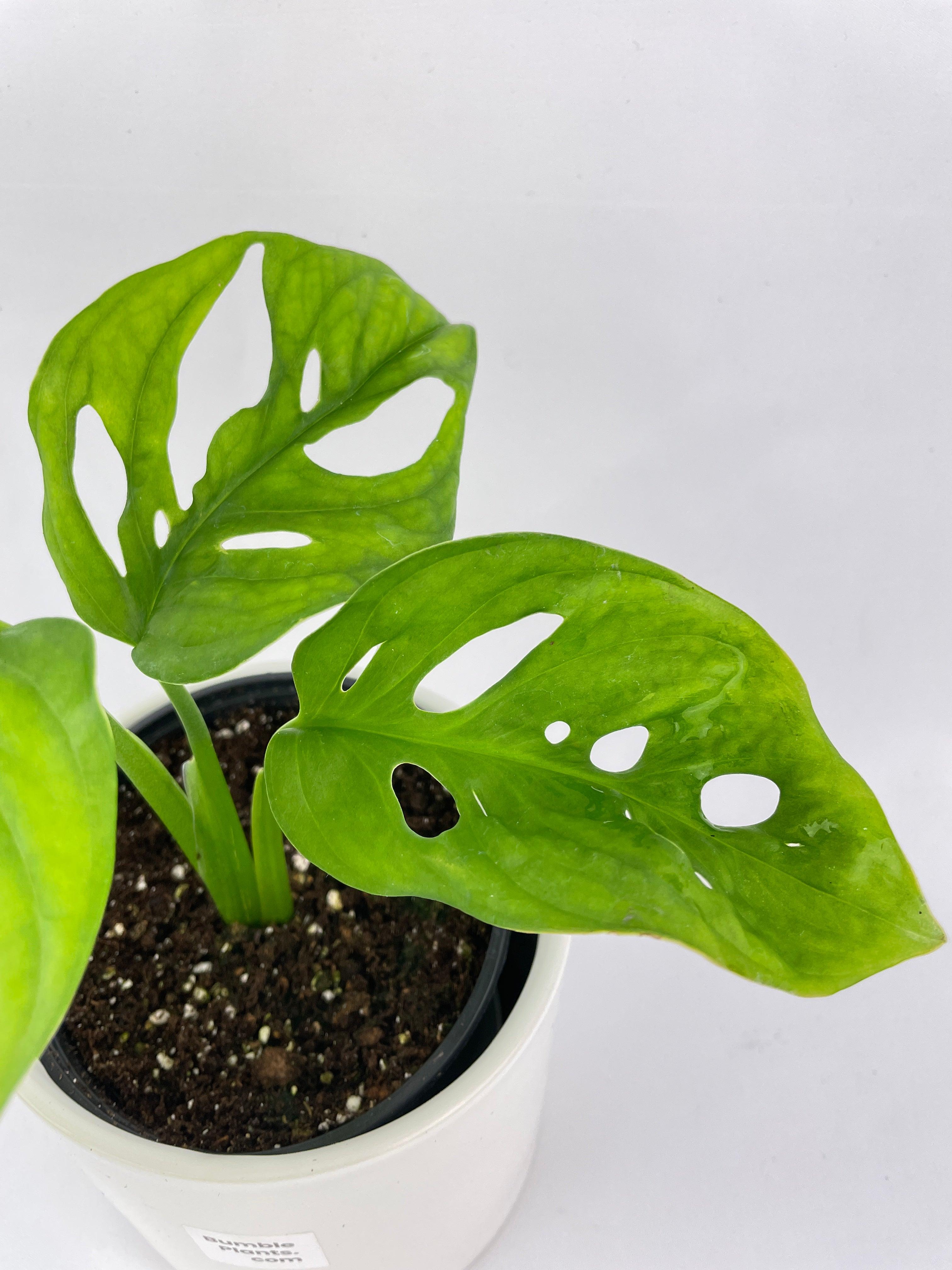 Monstera Adansonii Wide Leaf Form - Bumble Plants