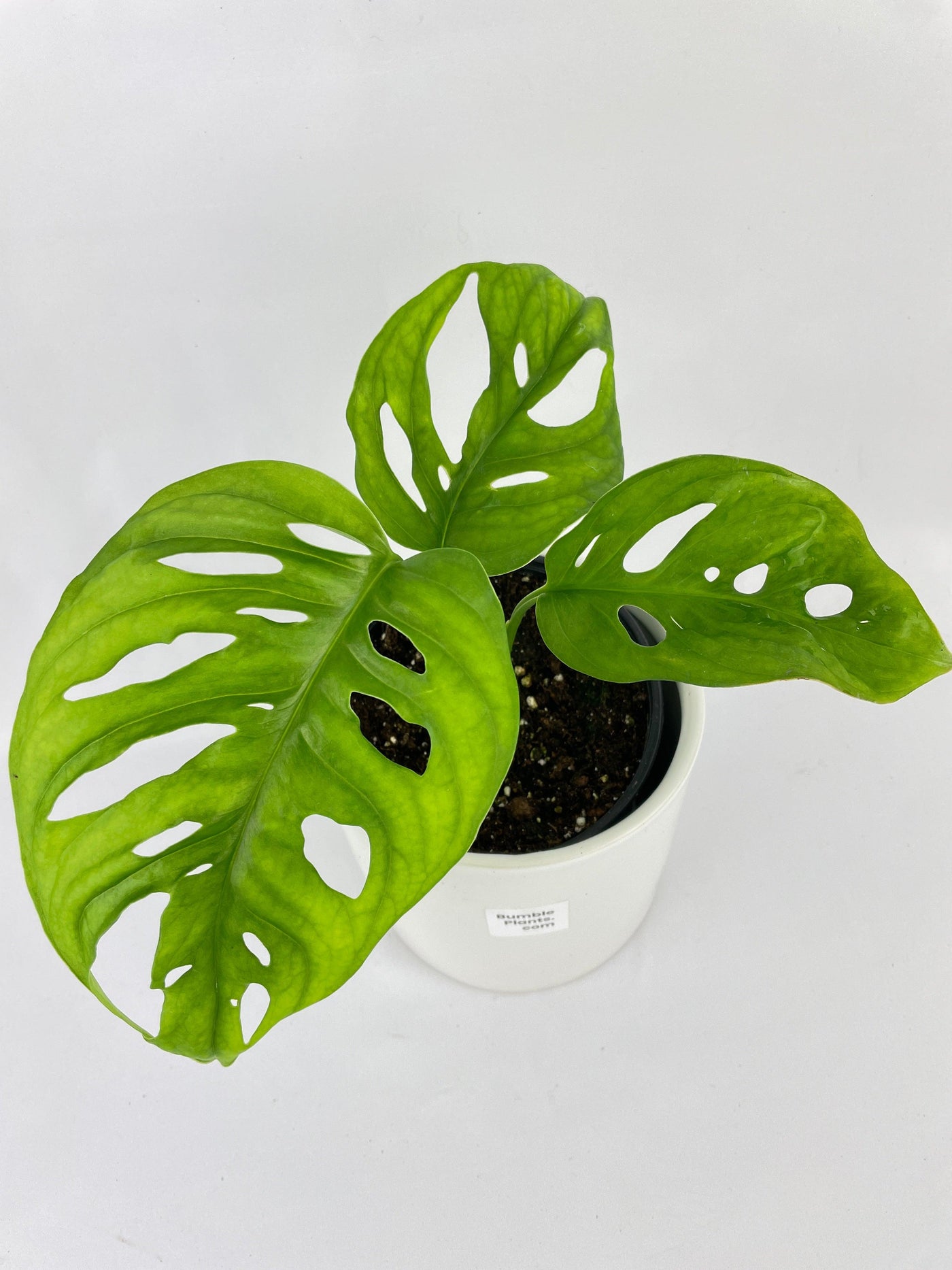 Monstera Adansonii Wide Leaf Form - Bumble Plants
