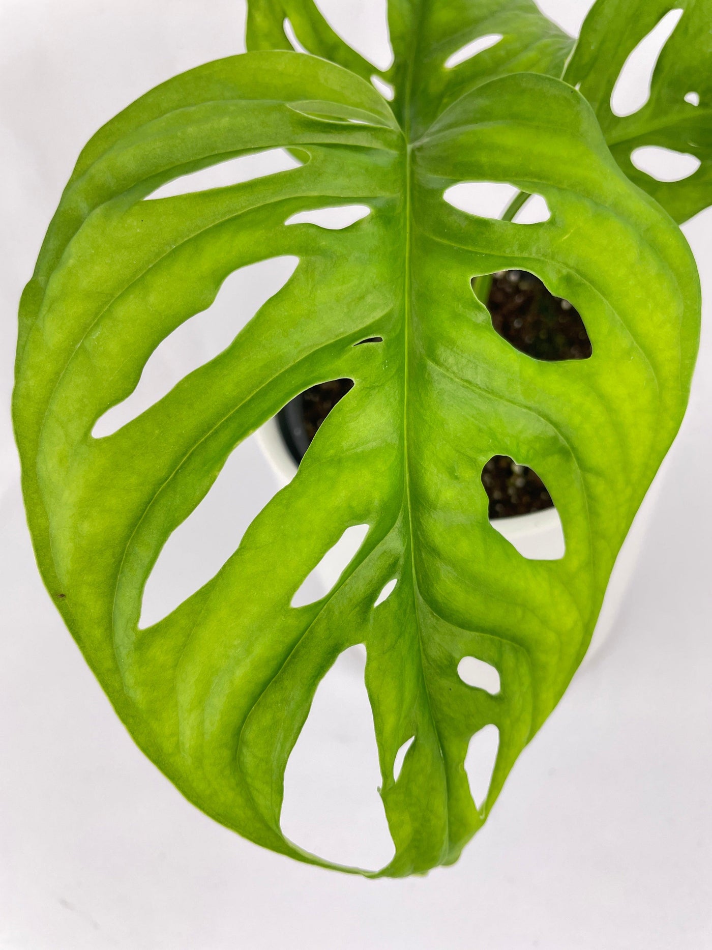 monstera adansonii long form Live Monstera Adansonii Wide Leaf Form