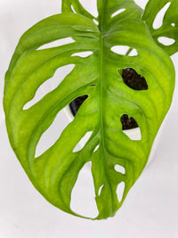 Monstera Adansonii Wide Leaf Form - Bumble Plants