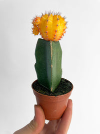 Moon Cactus Grafted 'Gymnocalicium Mihanovichii' - Bumble Plants