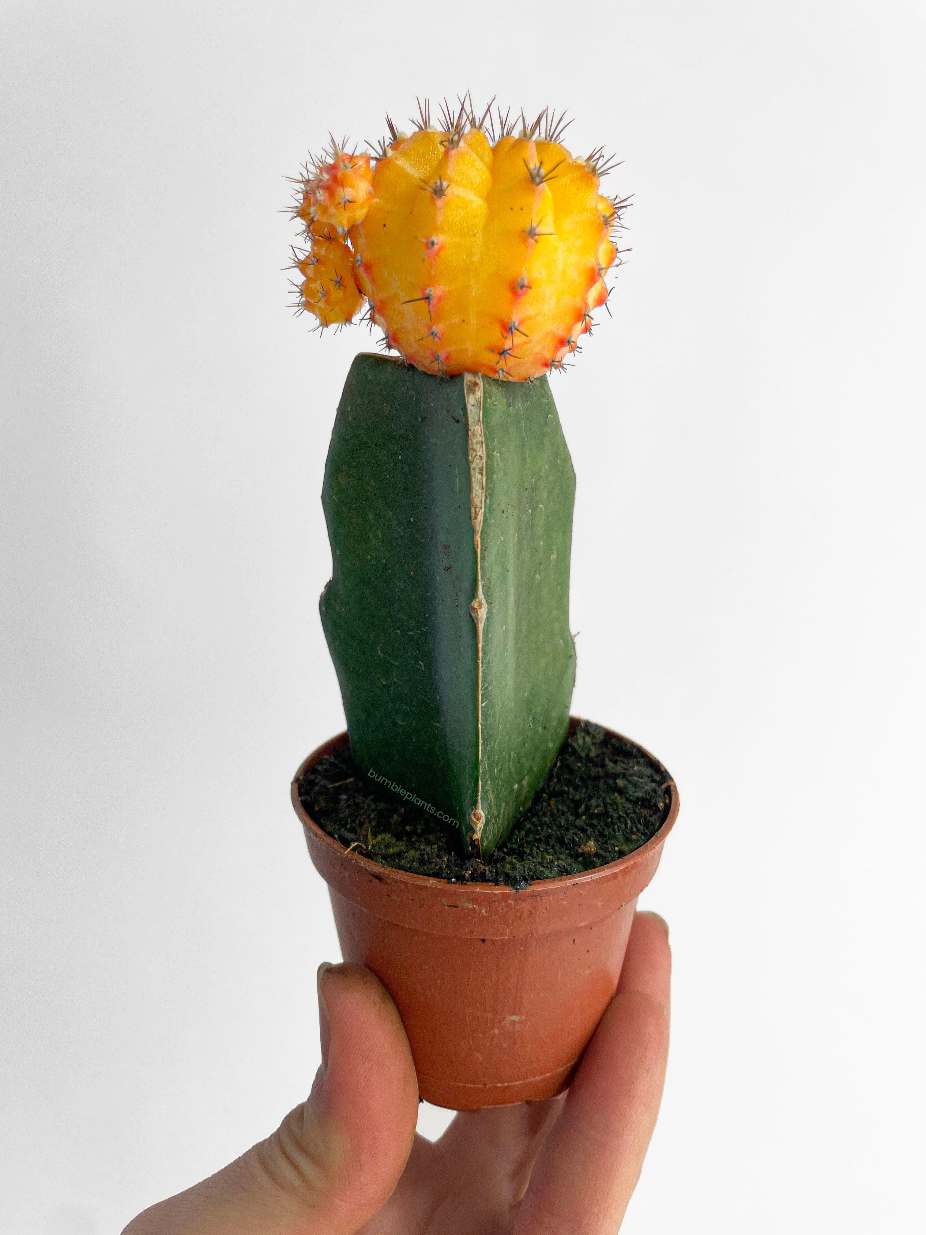 Moon Cactus Grafted 'Gymnocalicium Mihanovichii' - Bumble Plants