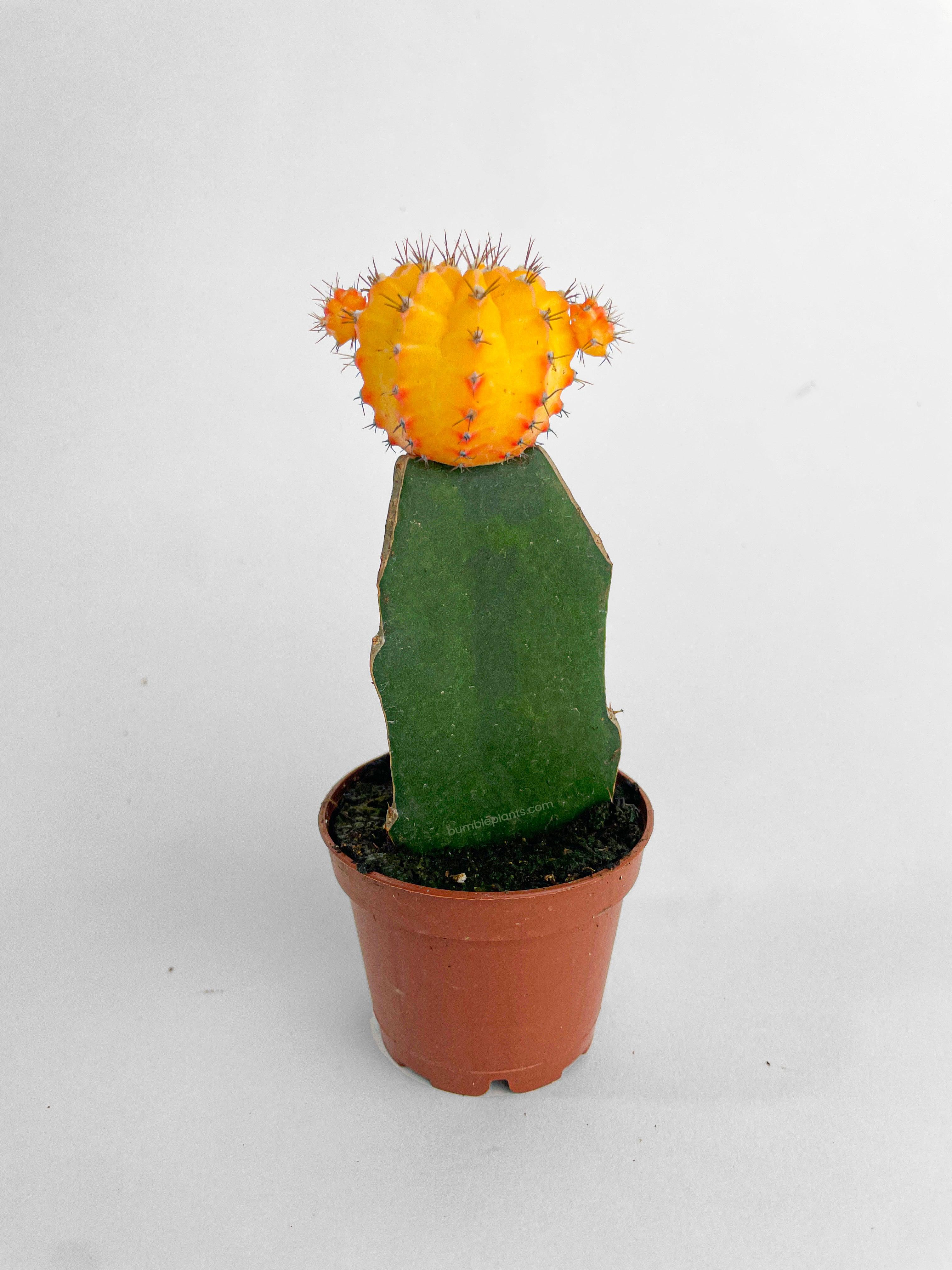 Moon Cactus Grafted 'Gymnocalicium Mihanovichii' - Bumble Plants