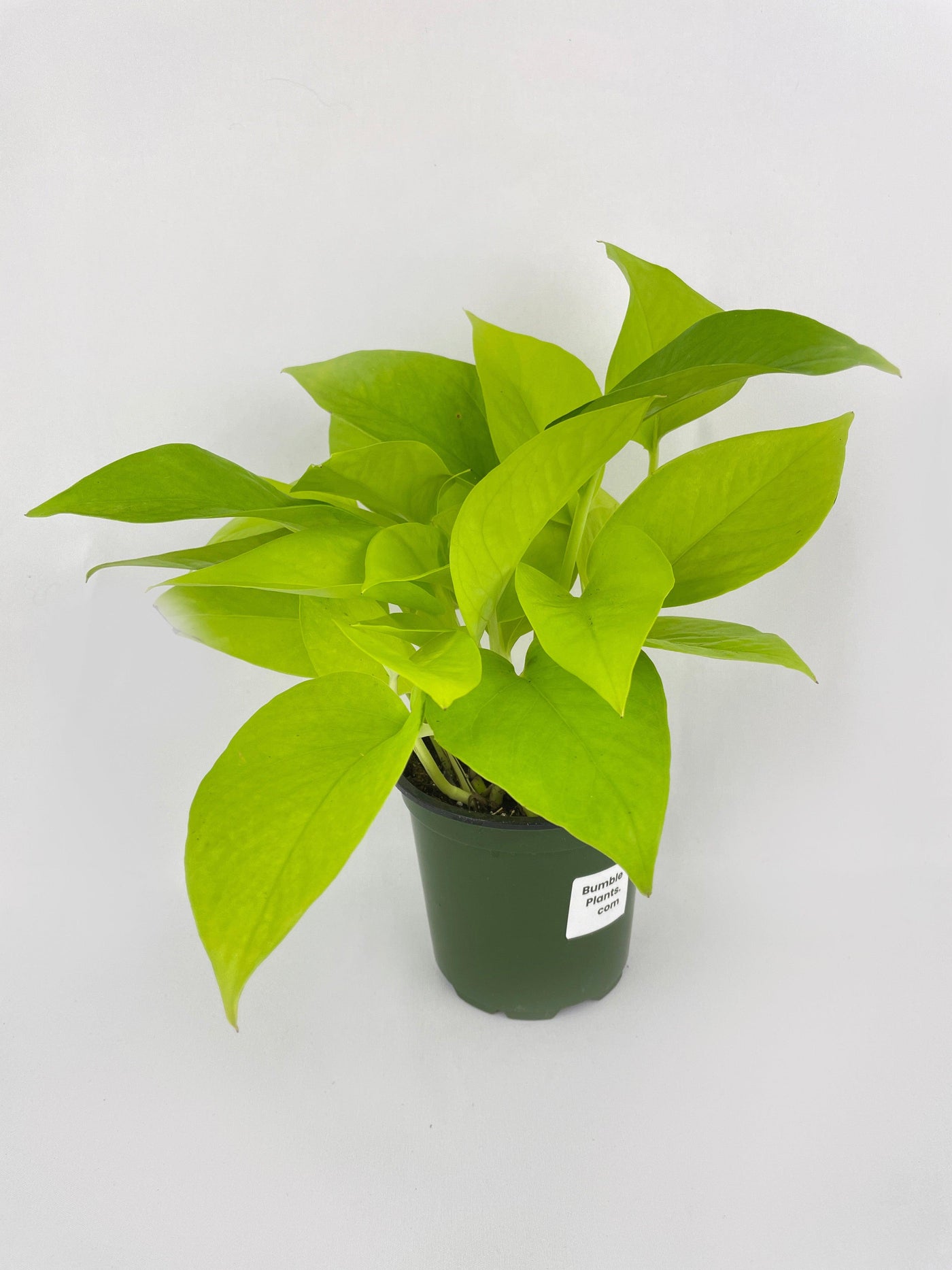 neon lime pothos Pothos 'Neon' 3" Pot / Nursery