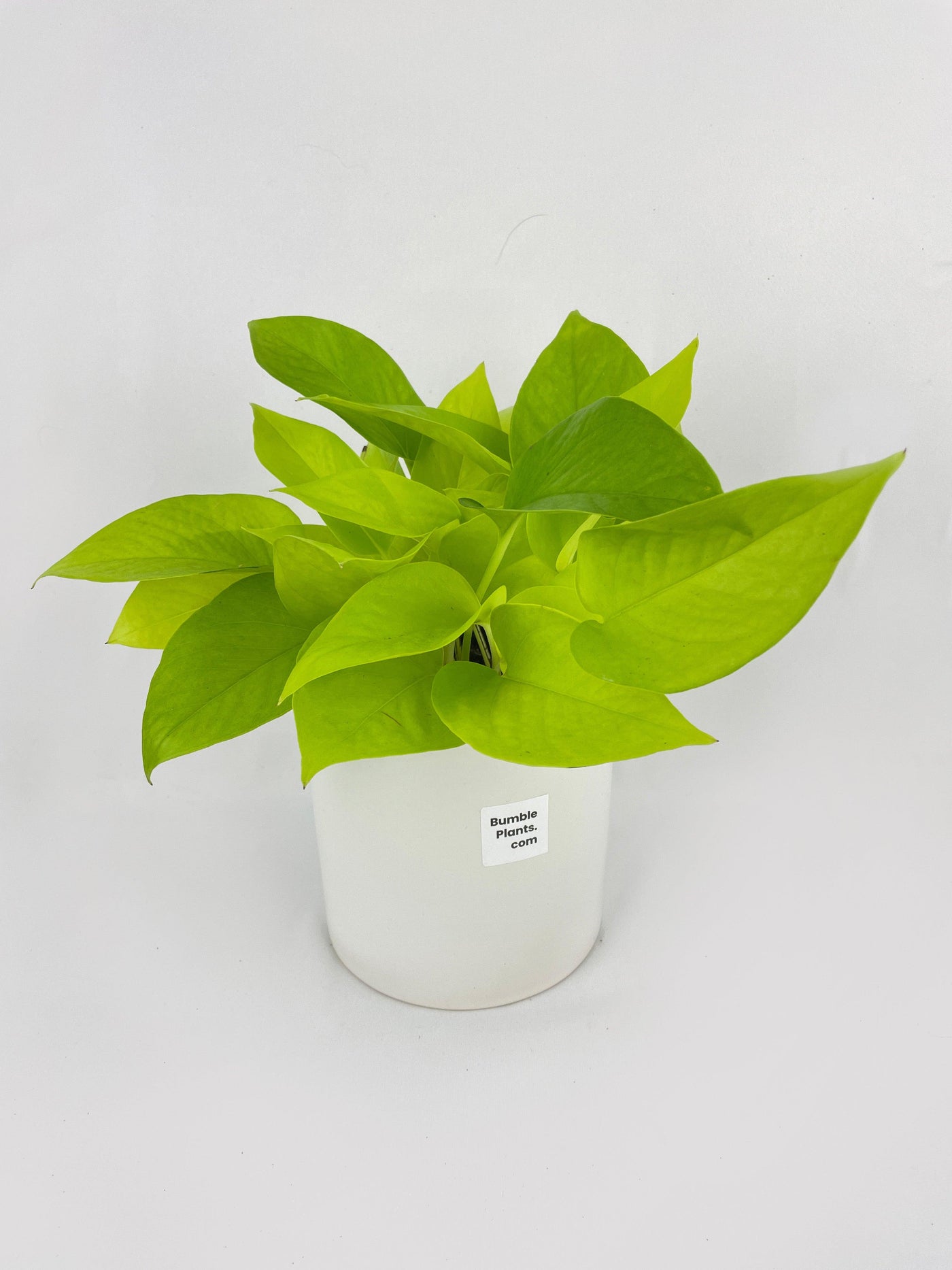 lime green pothos Pothos 'Neon' Live Plant, 4" Pot