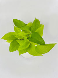 lime pothos Pothos 'Neon' Live Plant, 4" Pot