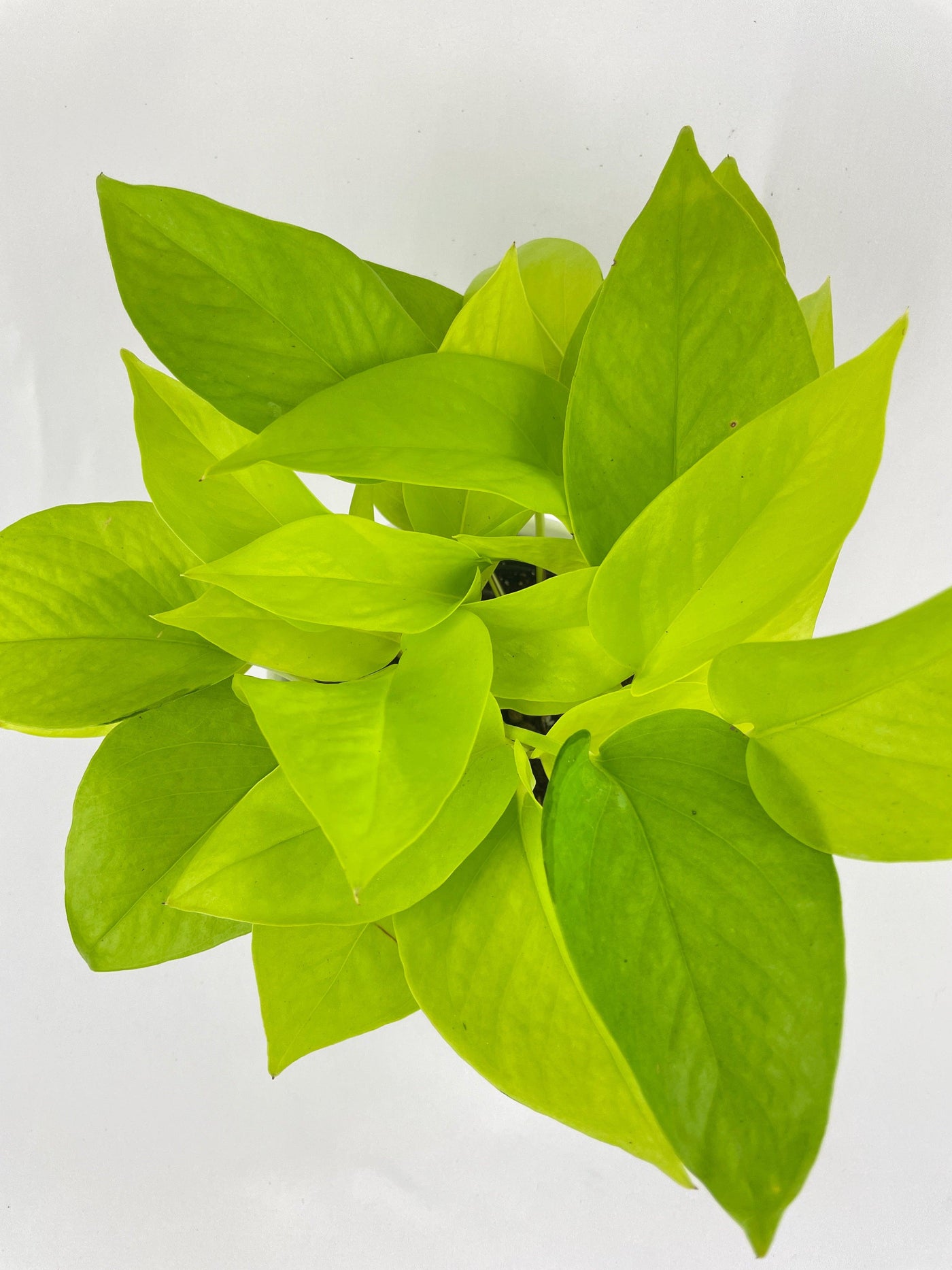 lime green pothos plant Pothos 'Neon' 3" Pot / Nursery