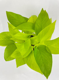 variegated lemon lime pothos Pothos 'Neon' Live Plant, 4" Pot