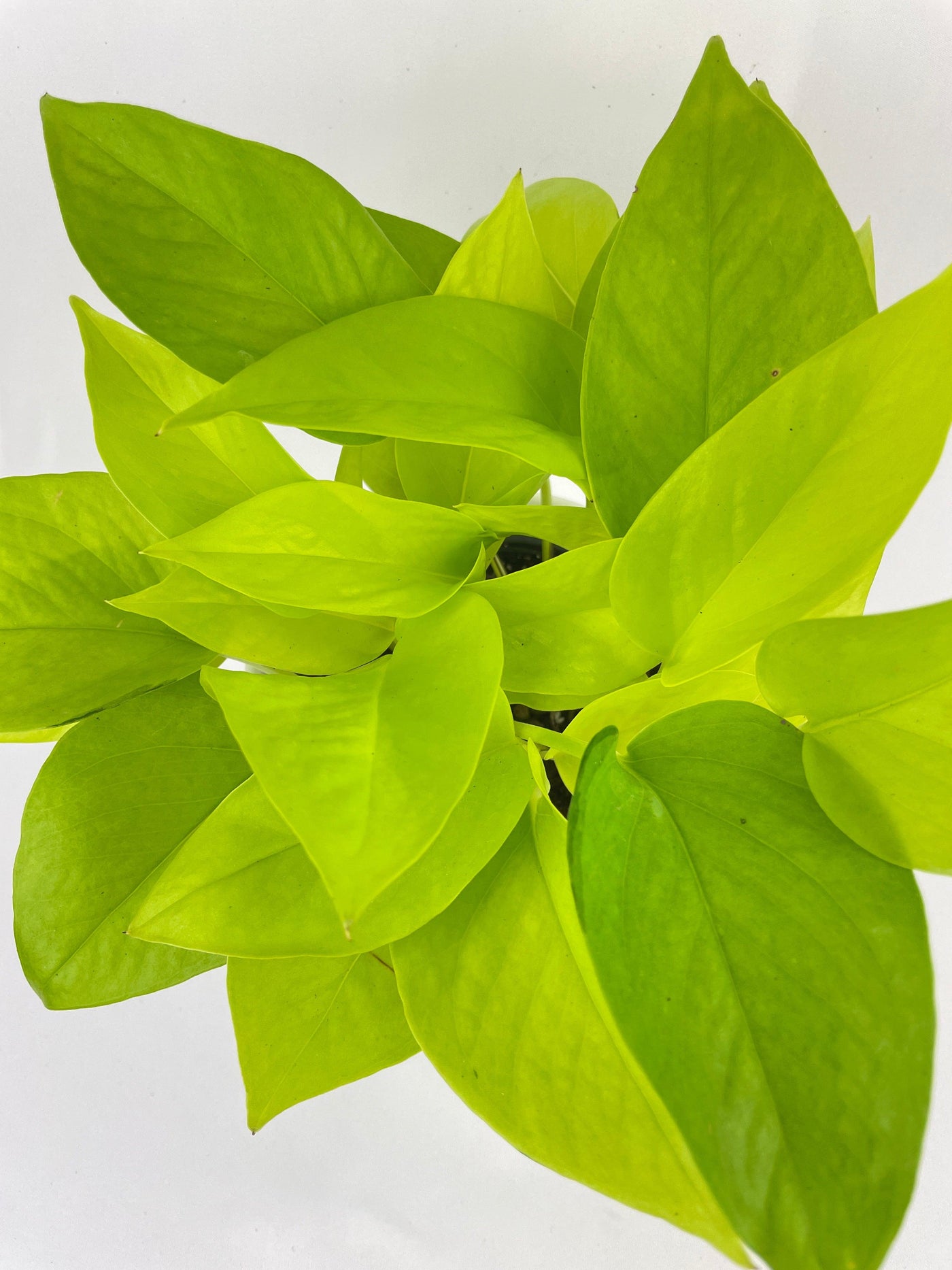 lime green pothos Pothos 'Neon' Live Plant, 4" Pot