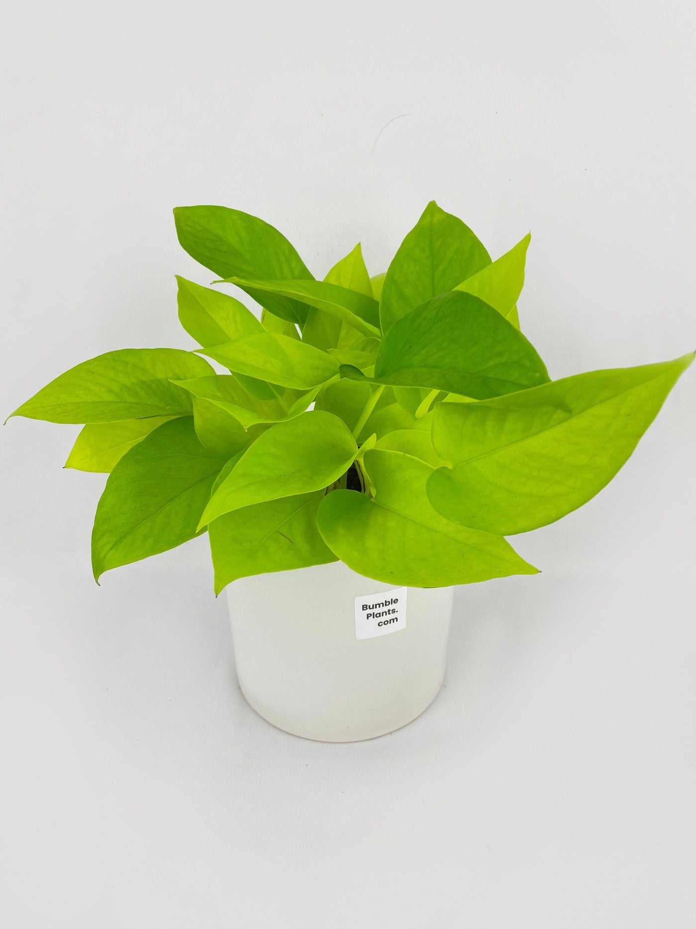 limelight pothos Pothos 'Neon' Live Plant, 4" Pot