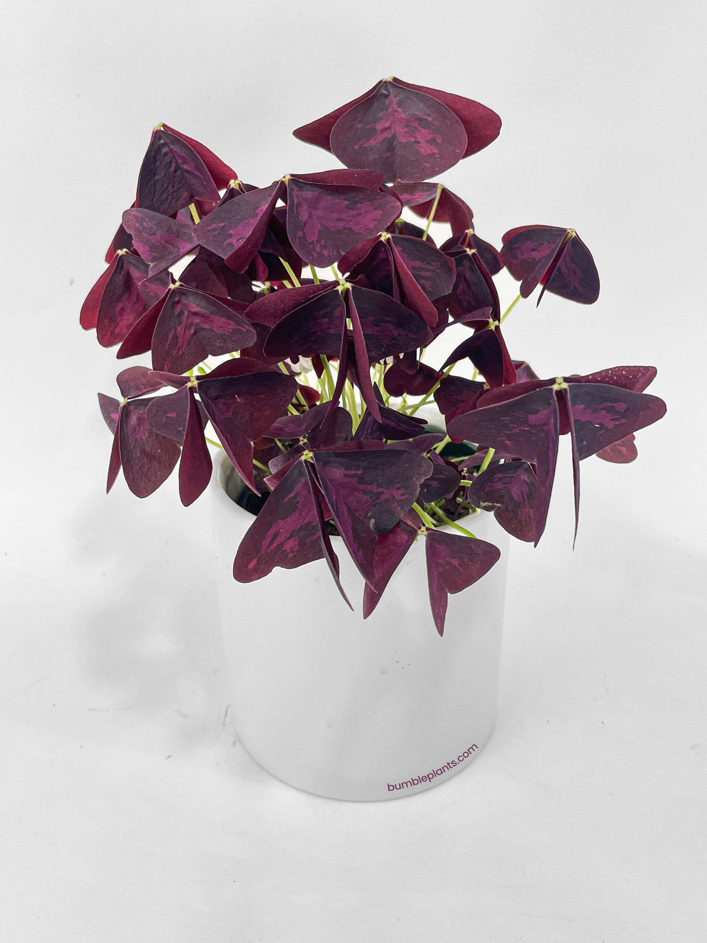oxalis triangularis indoor plants Live Oxalis Triangularis Purple False