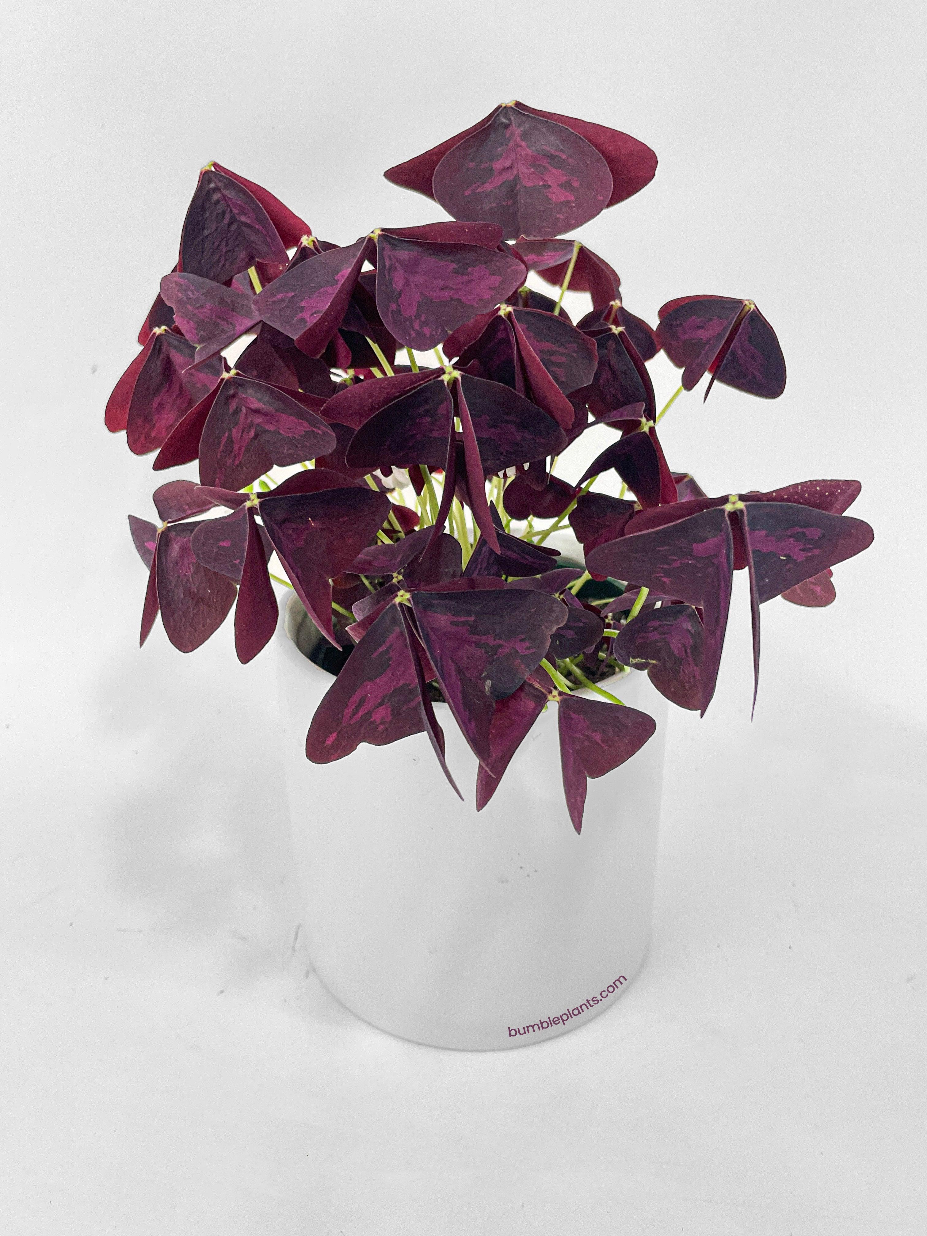 Oxalis Triangularis Purple False Shamrock - Bumble Plants