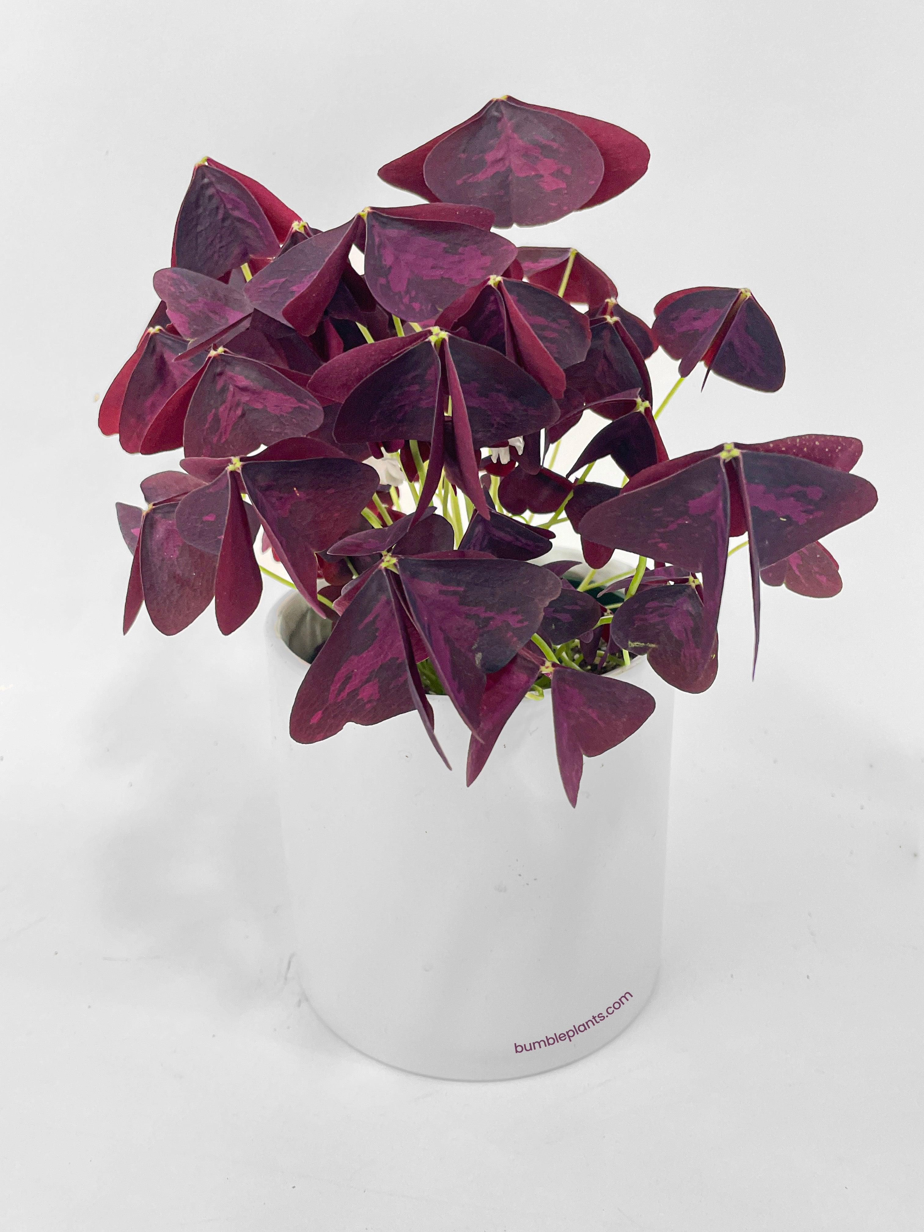 Oxalis Triangularis Purple False Shamrock - Bumble Plants