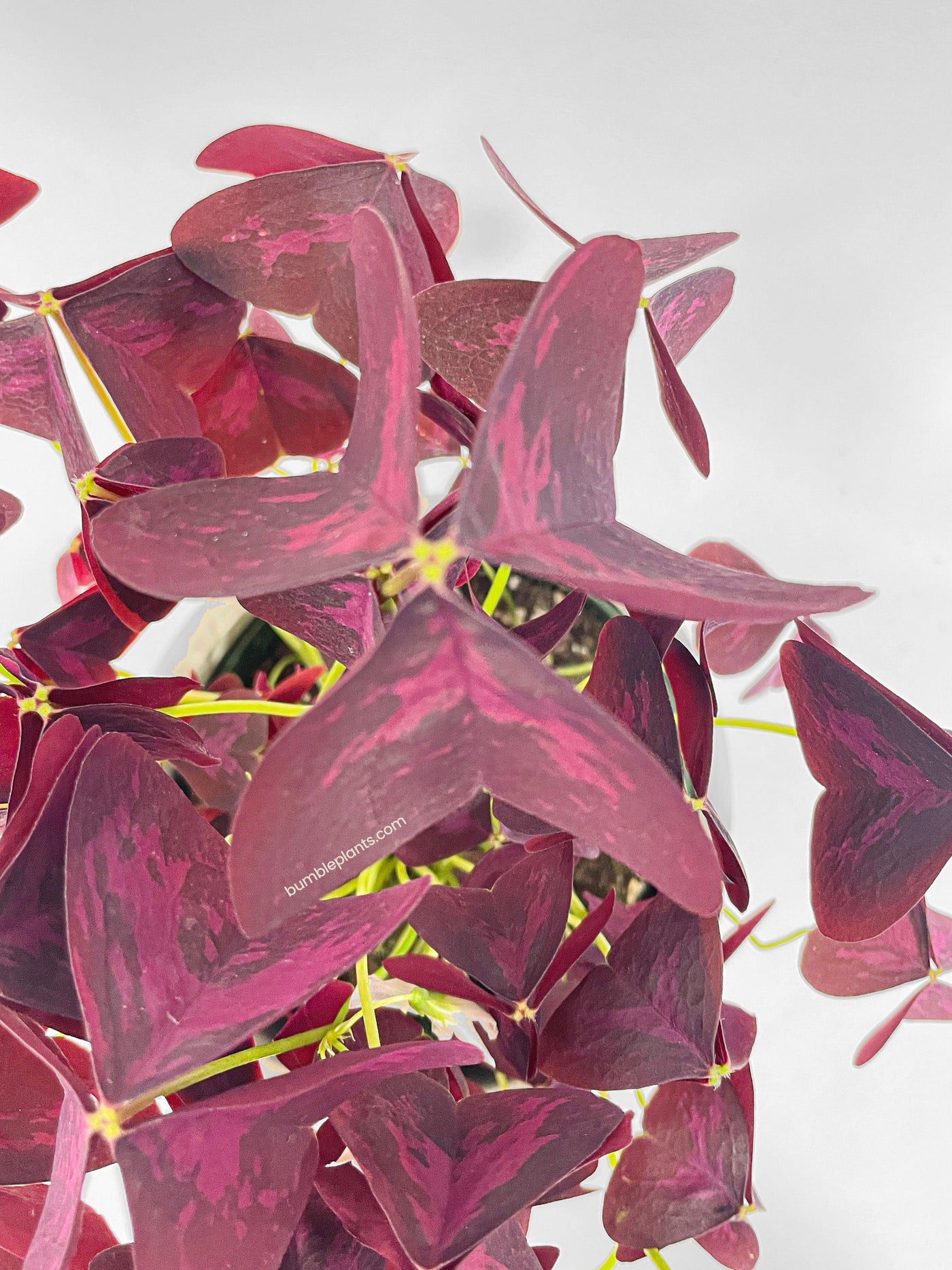 Oxalis Triangularis Purple False Shamrock - Bumble Plants