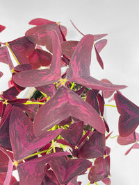 Oxalis Triangularis Purple False Shamrock - Bumble Plants