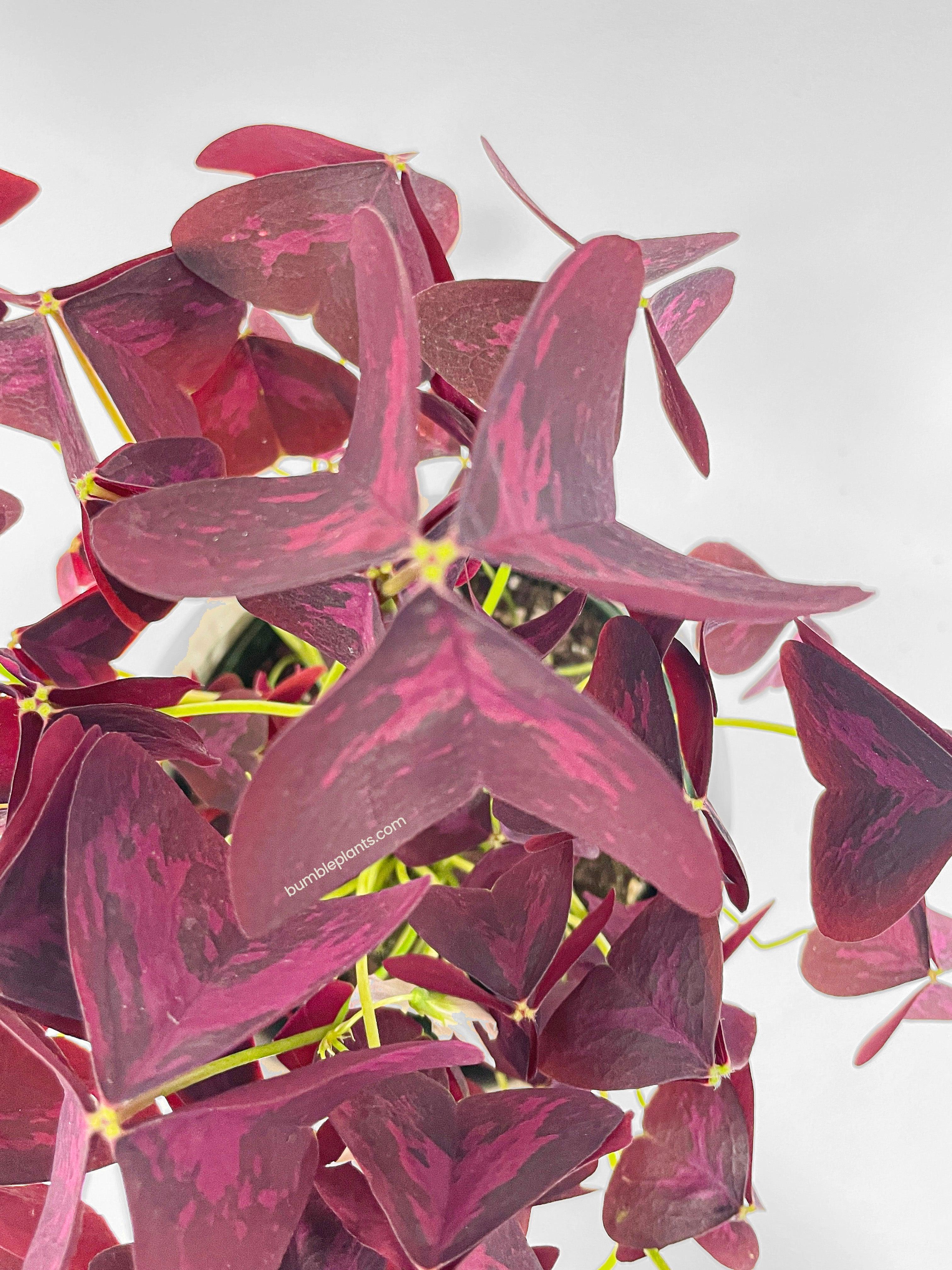 Oxalis Triangularis Purple False Shamrock - Bumble Plants