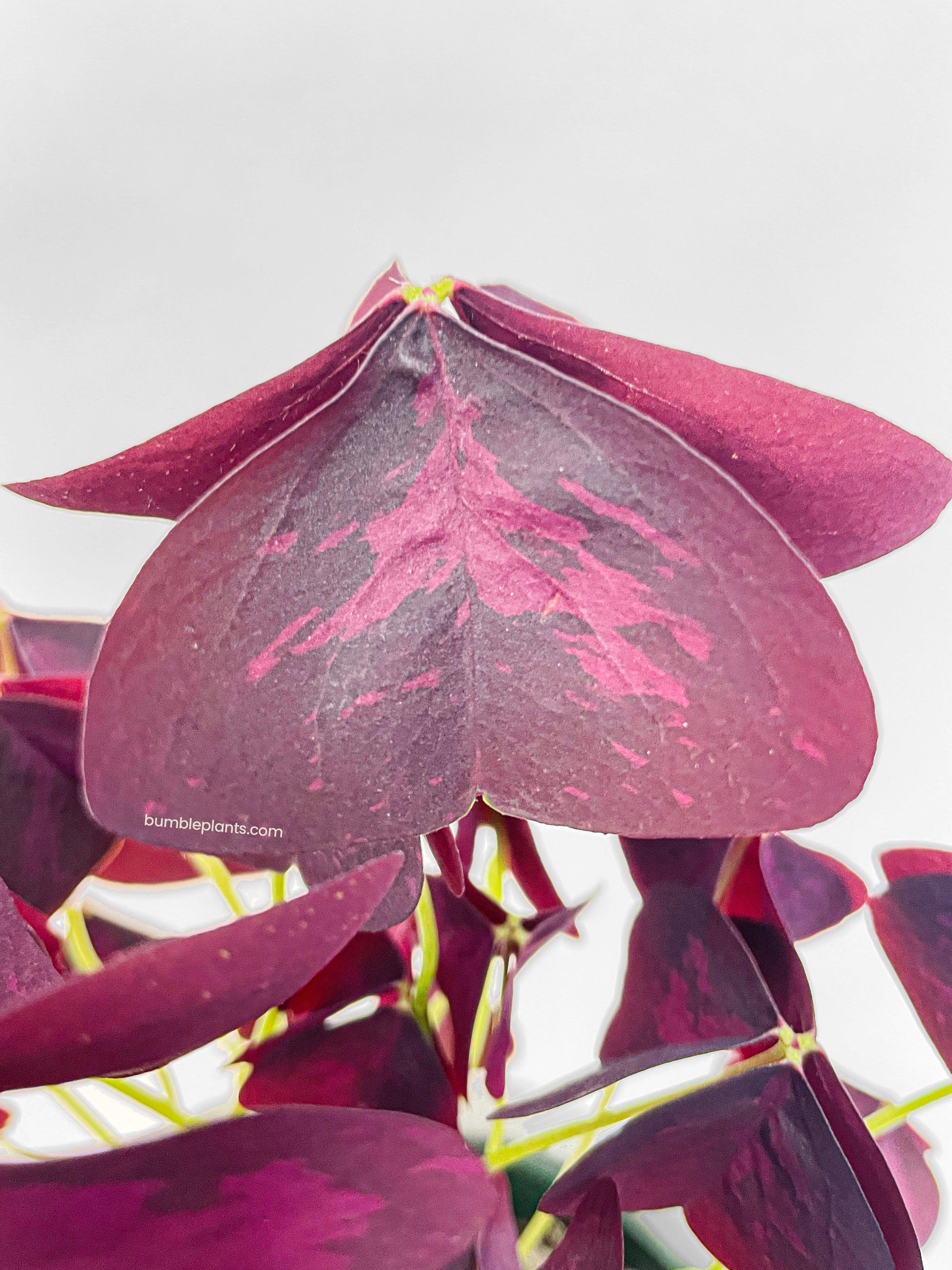 Oxalis Triangularis Purple False Shamrock - Bumble Plants