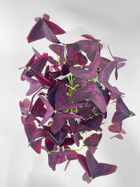 Oxalis Triangularis Purple False Shamrock - Bumble Plants