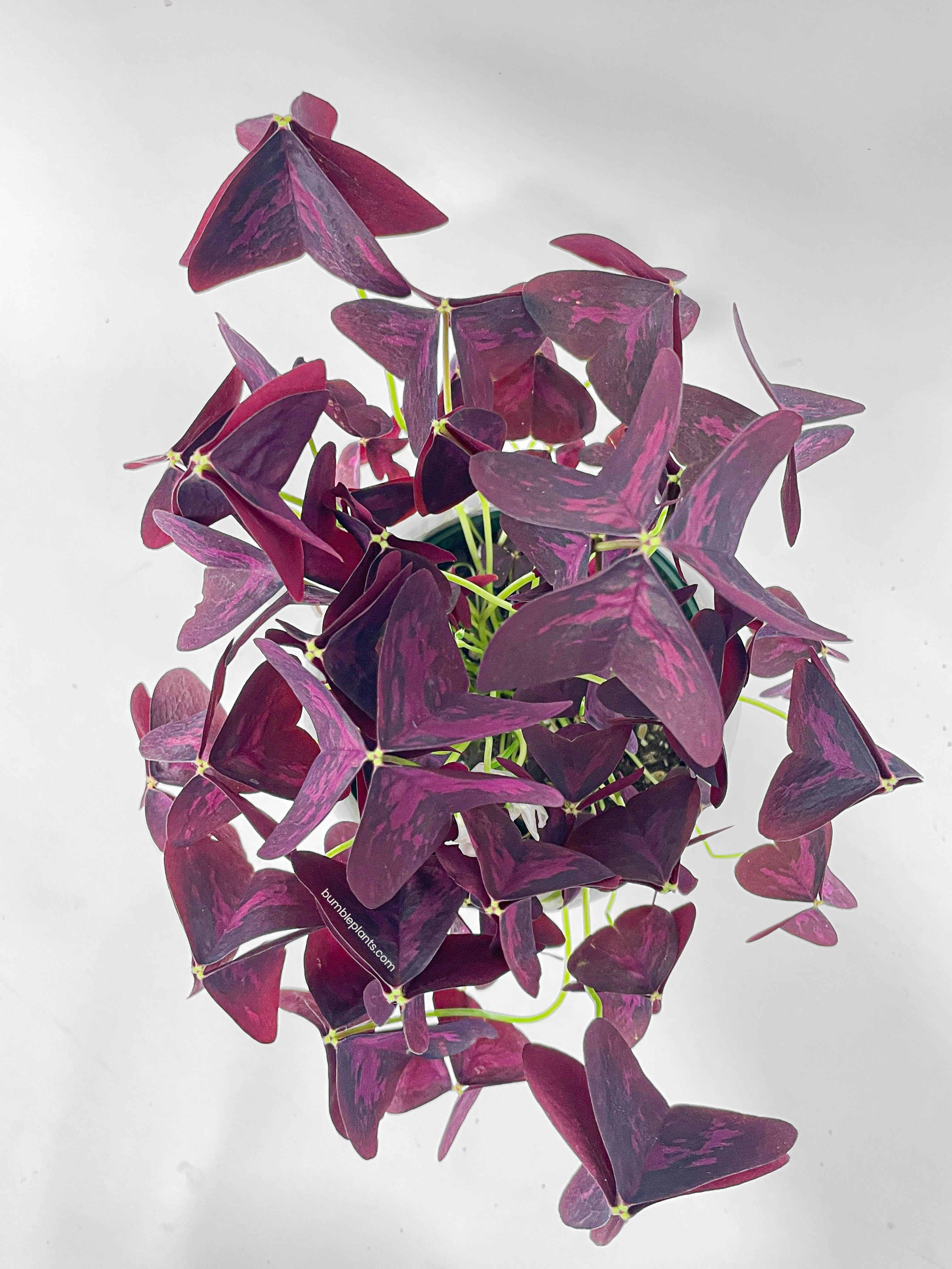 Oxalis Triangularis Purple False Shamrock - Bumble Plants