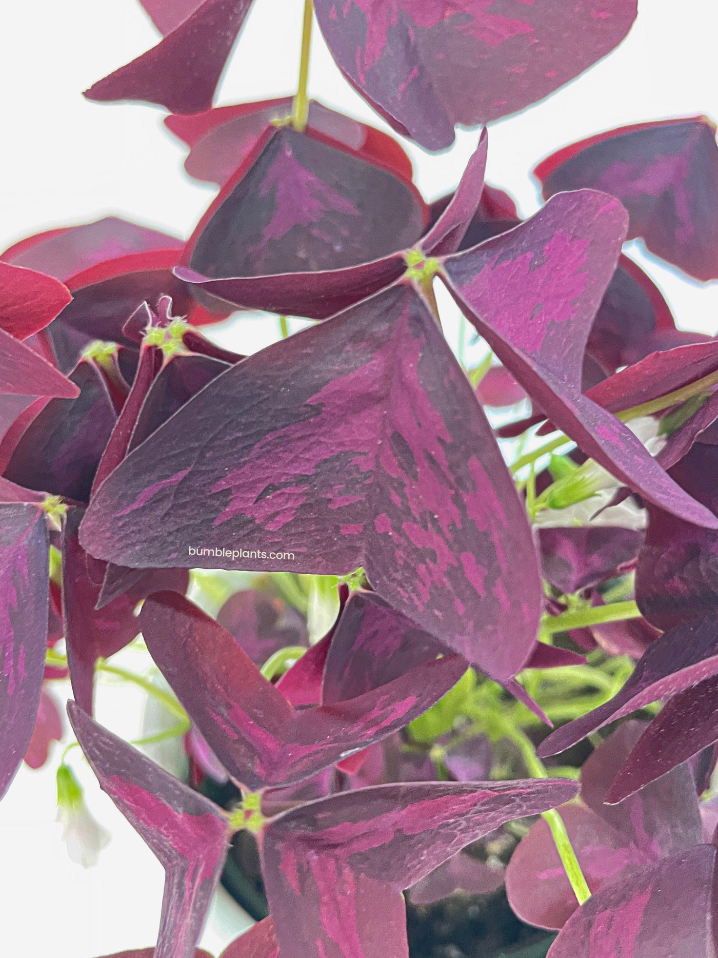 false shamrock house plant Live Oxalis Triangularis Purple False