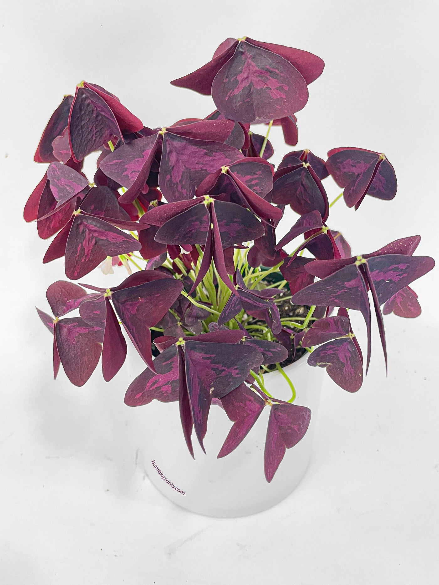 Oxalis Triangularis Purple False Shamrock - Bumble Plants