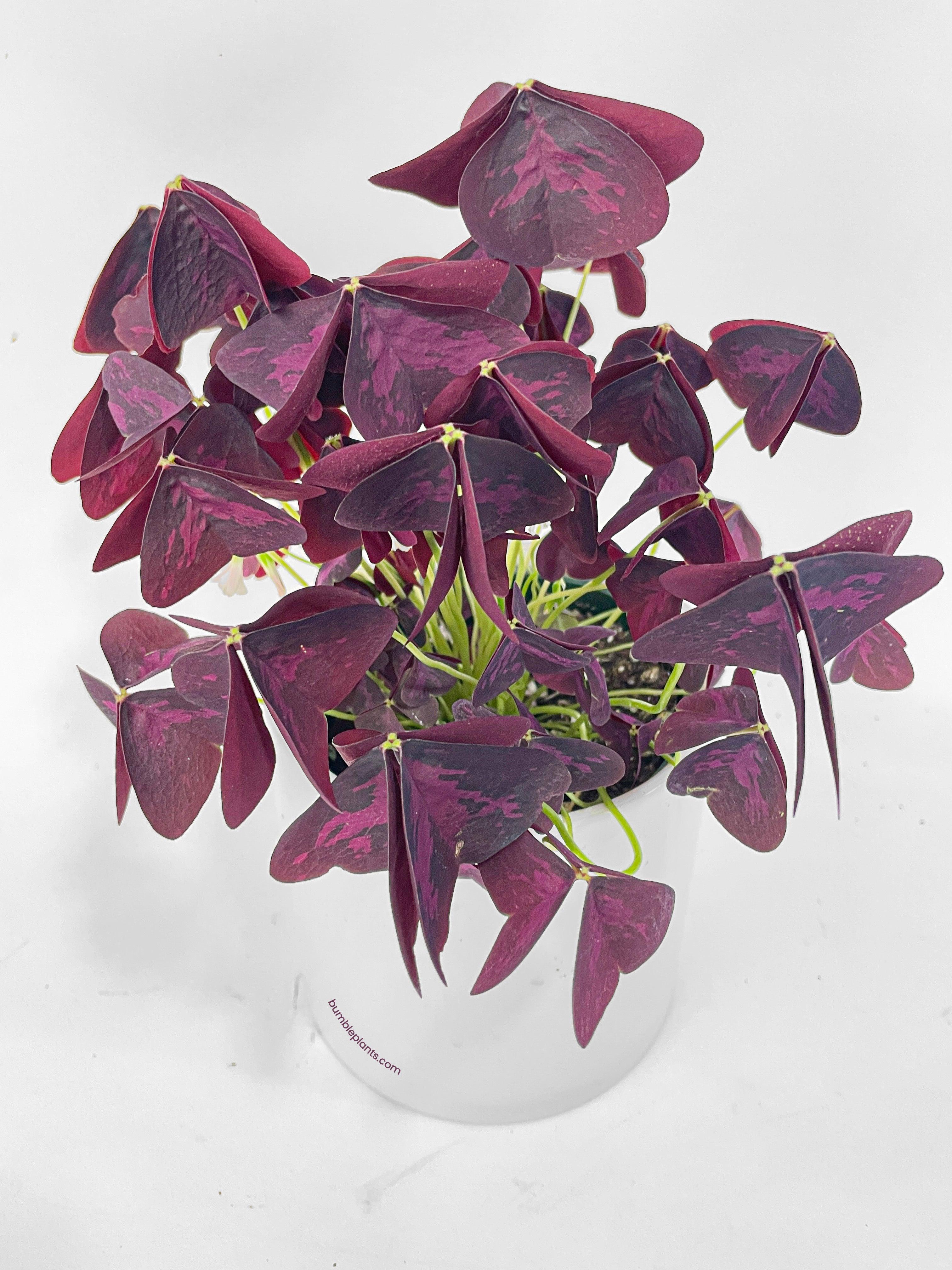 Oxalis Triangularis Purple False Shamrock - Bumble Plants