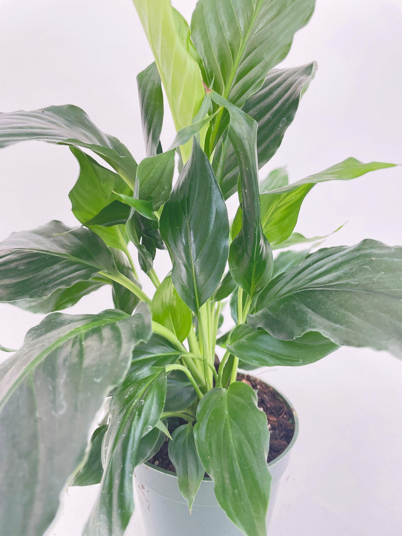 Peace Lily 'Spathiphyllum Wallisii' - Bumble Plants