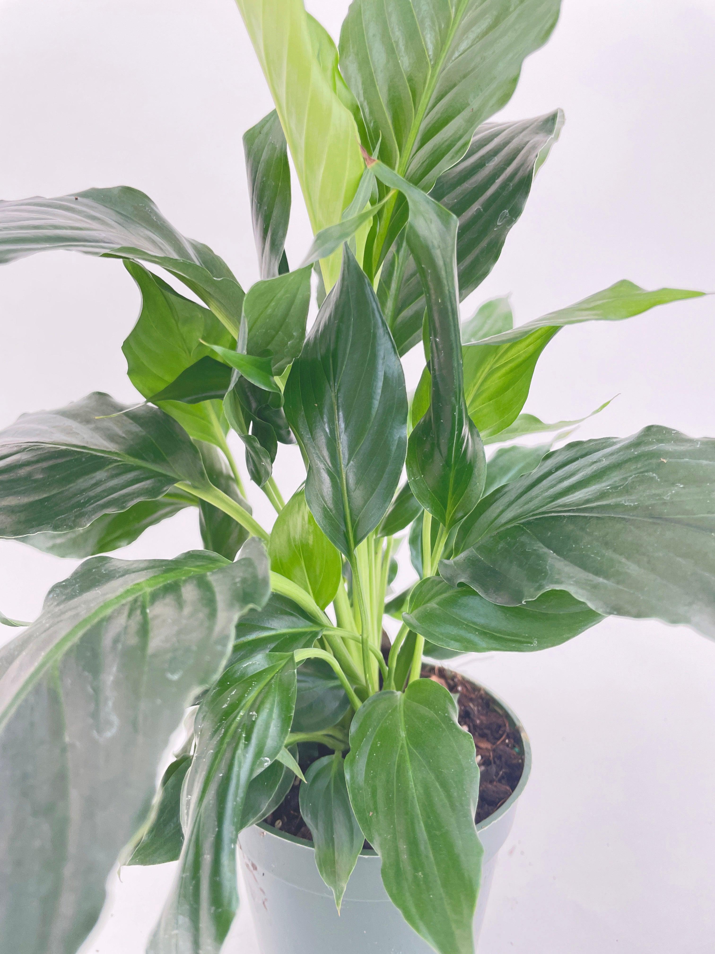 Peace Lily 'Spathiphyllum Wallisii' - Bumble Plants