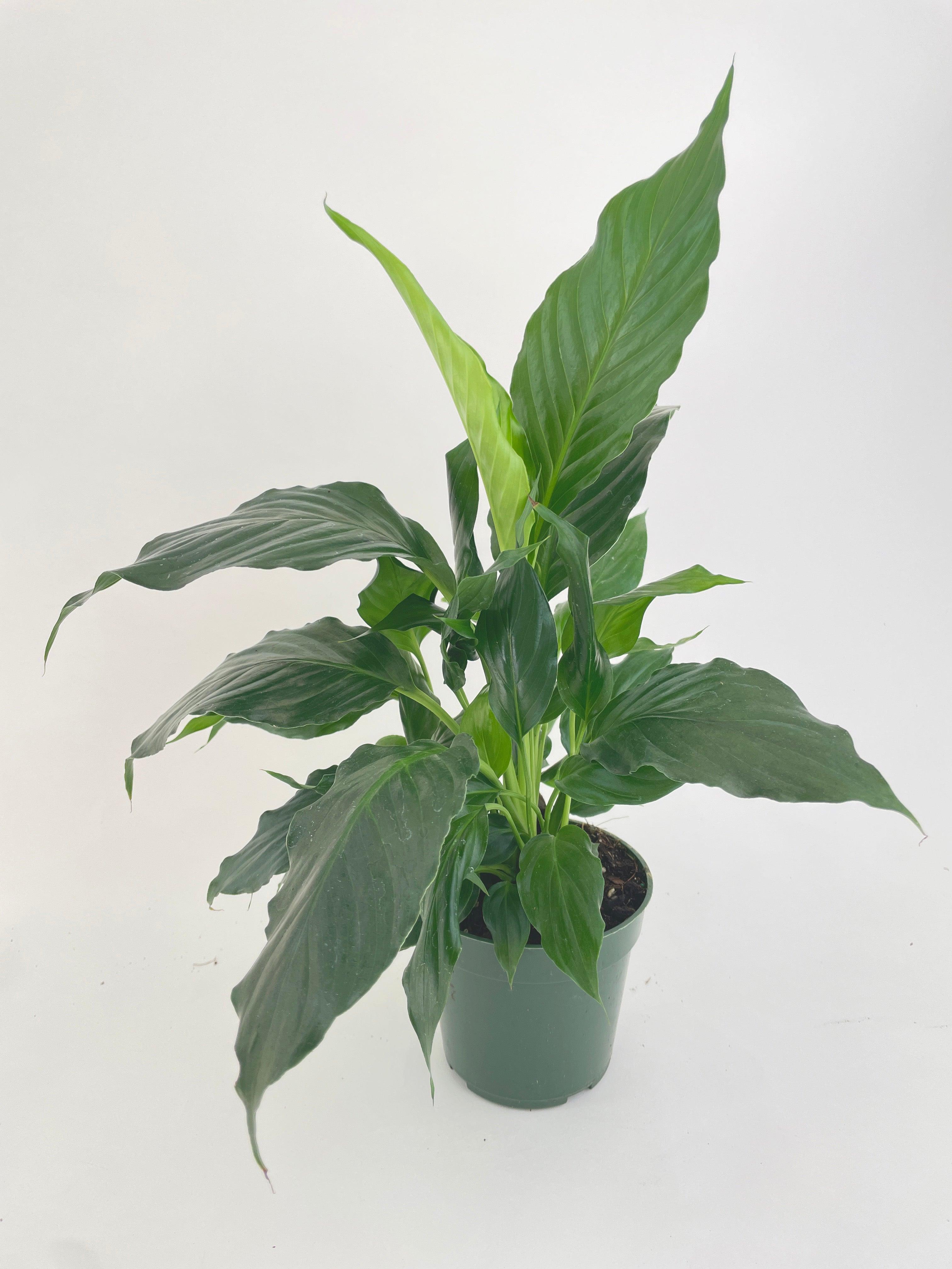 Peace Lily 'Spathiphyllum Wallisii' - Bumble Plants