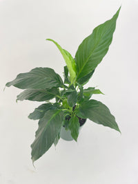 Peace Lily 'Spathiphyllum Wallisii' - Bumble Plants