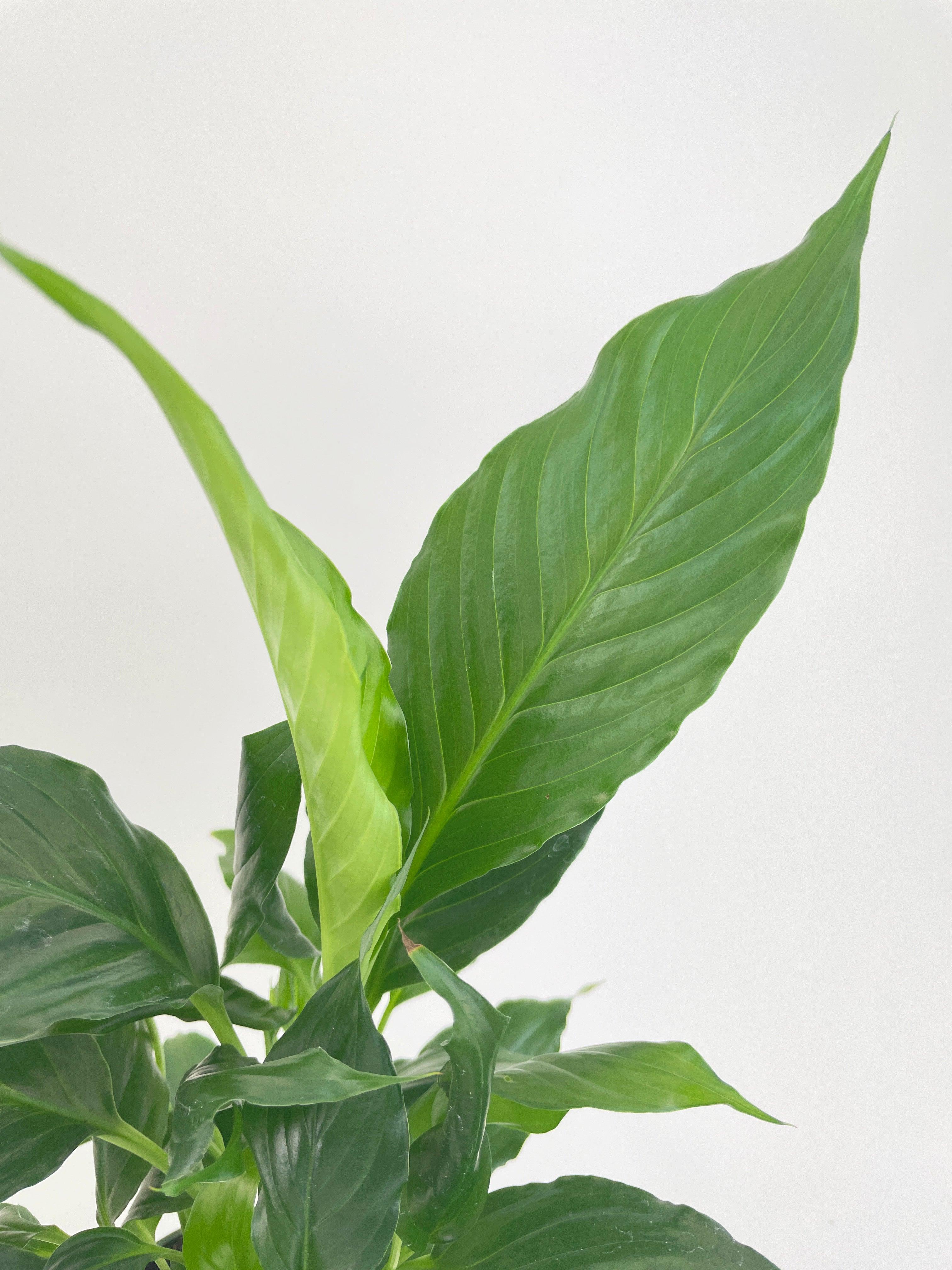 Peace Lily 'Spathiphyllum Wallisii' - Bumble Plants