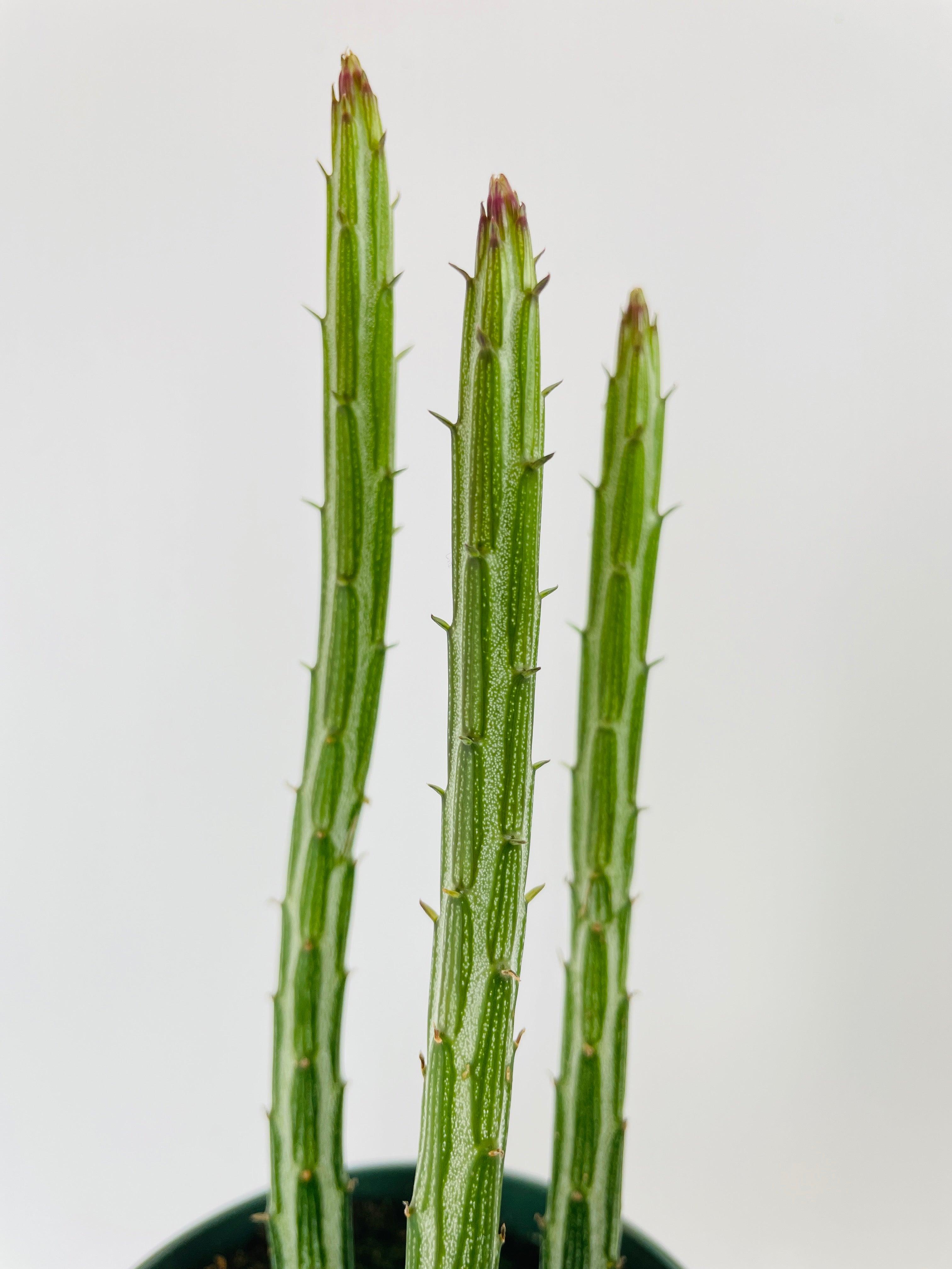 candy stick plant succulent The Snobby Leaf | Senecio Stapeliiformis Pickle Plant - 4 inch Pot