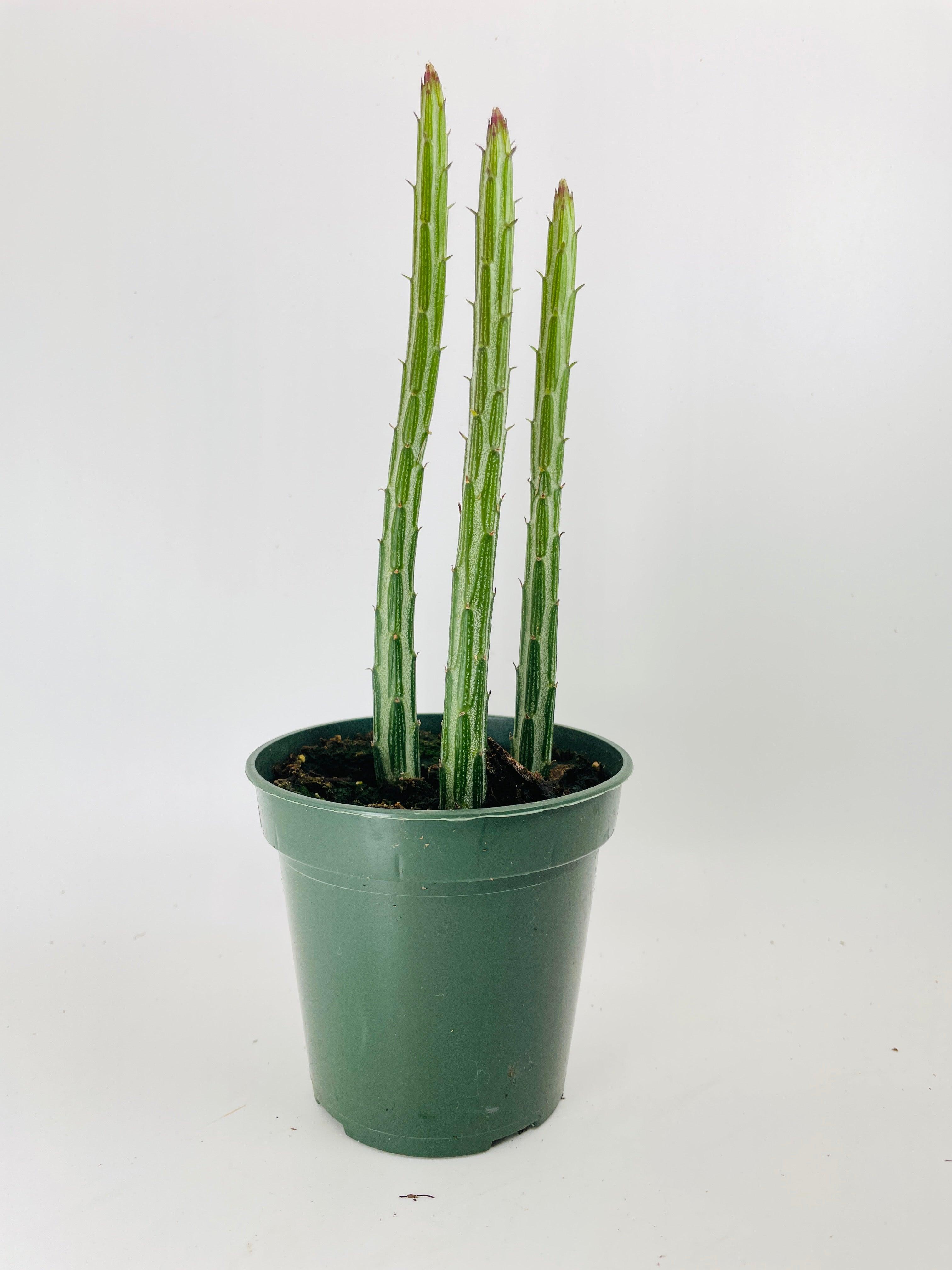 succulent candy The Snobby Leaf | Senecio Stapeliiformis Pickle Plant - 4 inch Pot