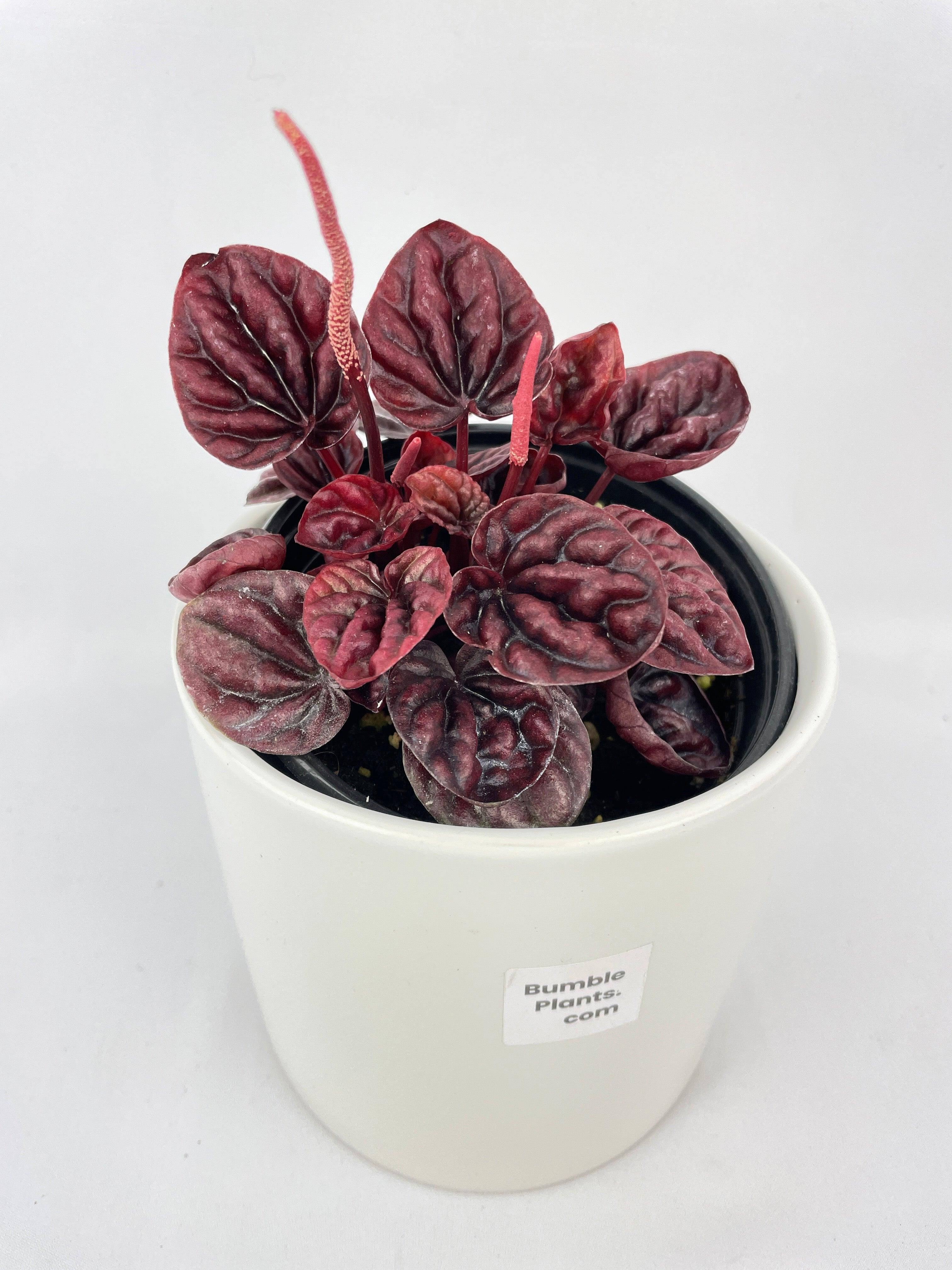 Peperomia Caperata 'Schumi Red' - Bumble Plants