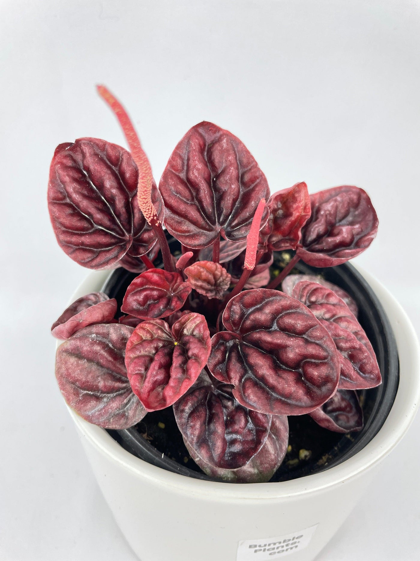 Peperomia Caperata 'Schumi Red' - Bumble Plants