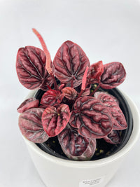 Peperomia Caperata 'Schumi Red' - Bumble Plants