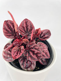 Peperomia Caperata 'Schumi Red' - Bumble Plants