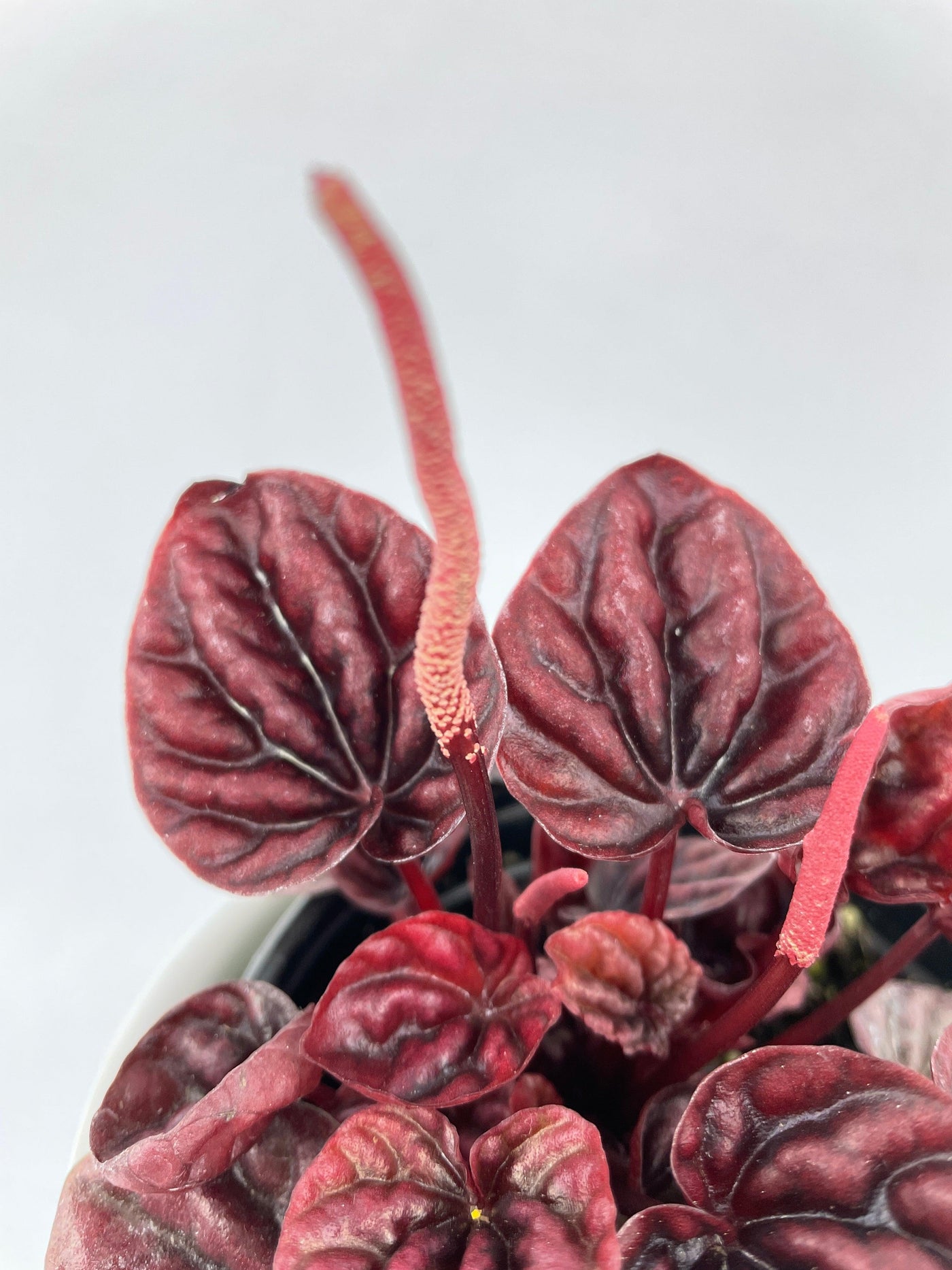 Peperomia Caperata 'Schumi Red' - Bumble Plants