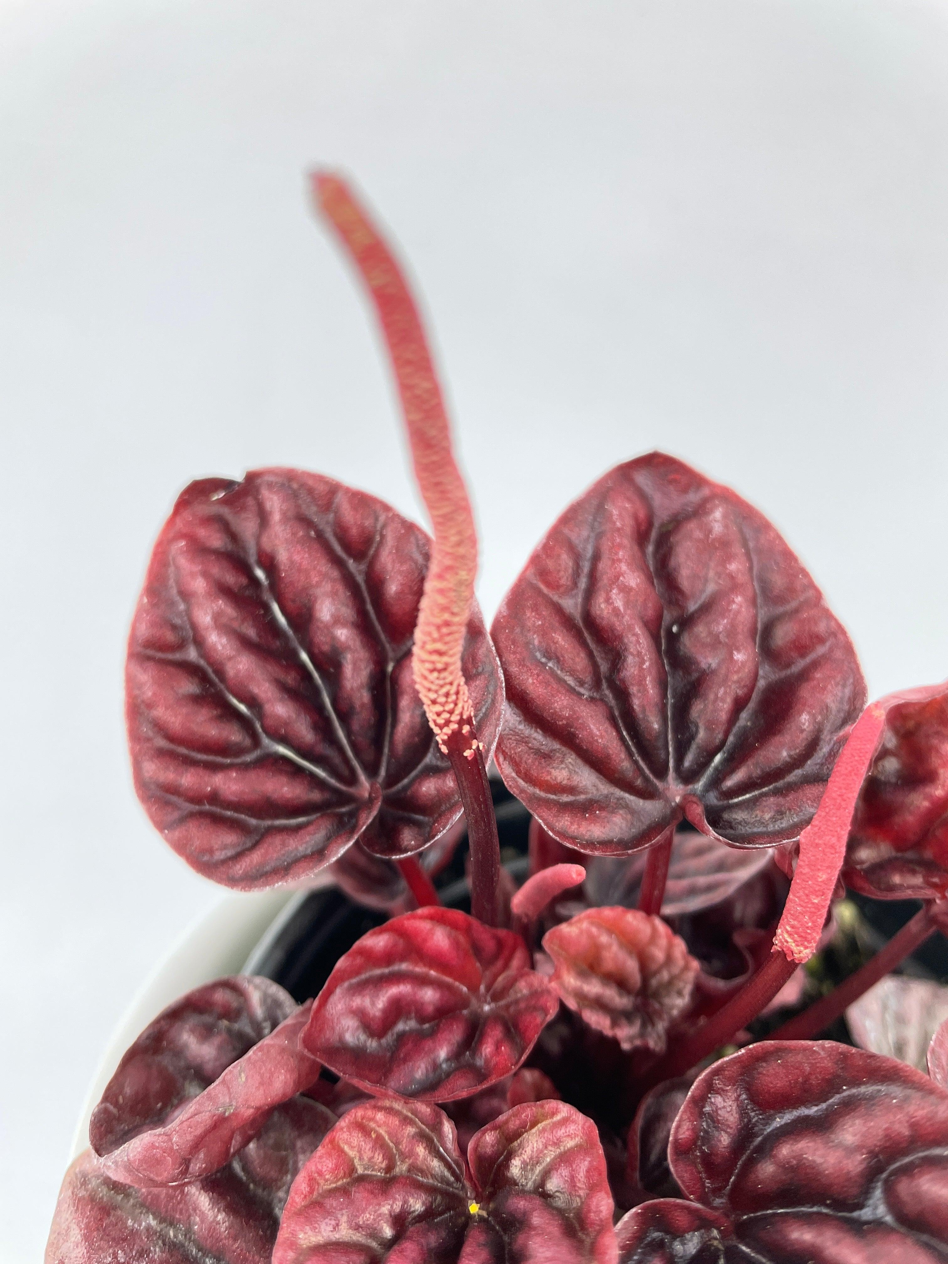 Peperomia Caperata 'Schumi Red' - Bumble Plants