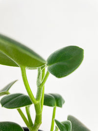 Peperomia Incana Fuzzy 'Felted Pepperface' - Bumble Plants