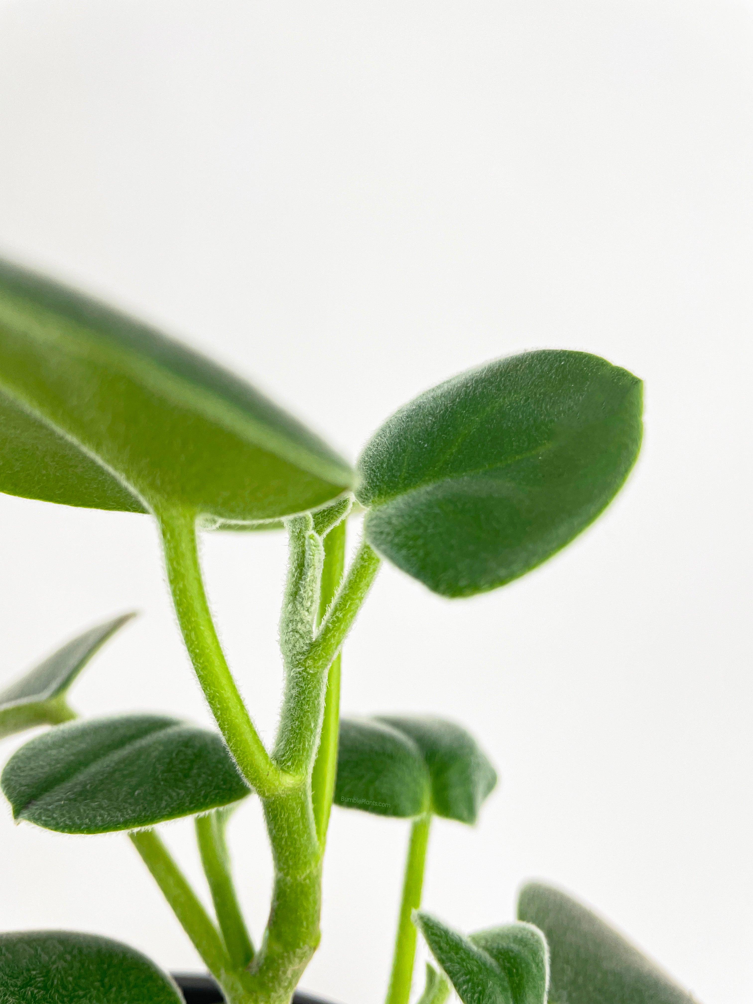 Peperomia Incana Fuzzy 'Felted Pepperface' - Bumble Plants